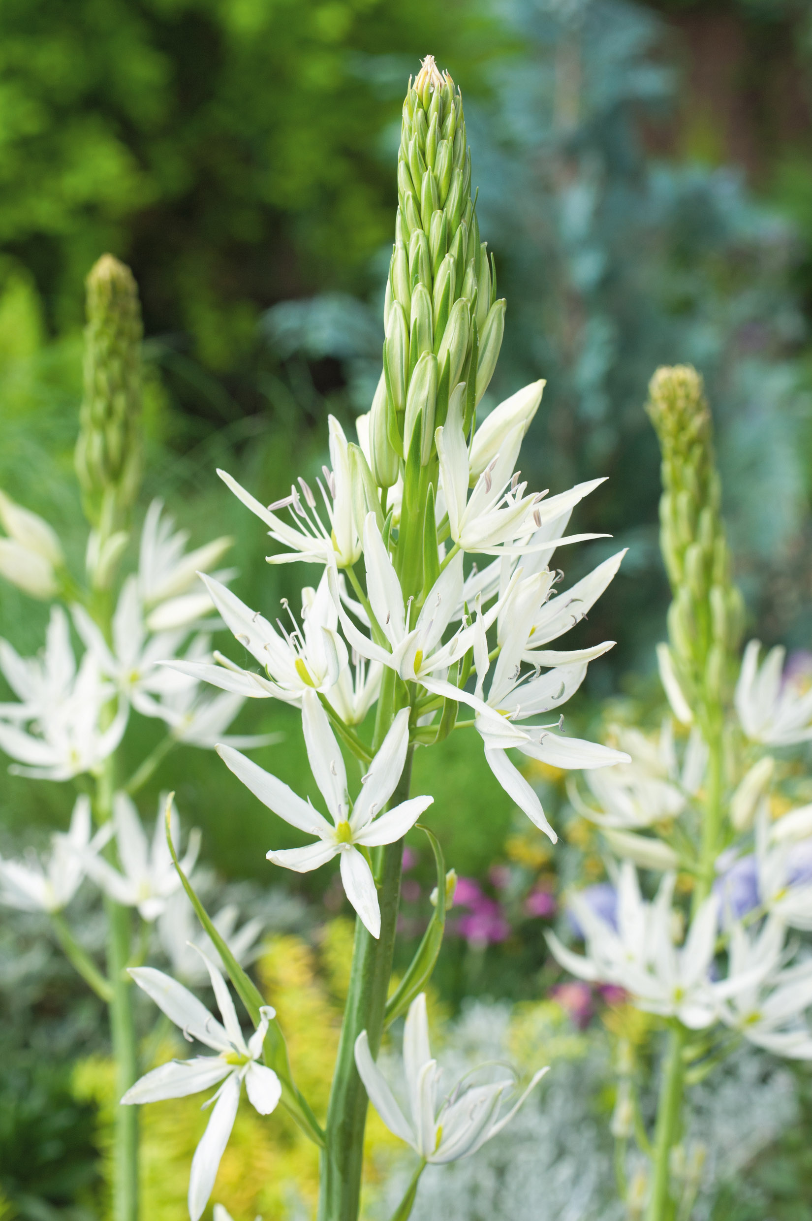 Nahaufnahme weißer, sternförmiger Blüten an hohen grünen Blütenständen mit geschlossenen Knospen und unscharfem Gartenhintergrund