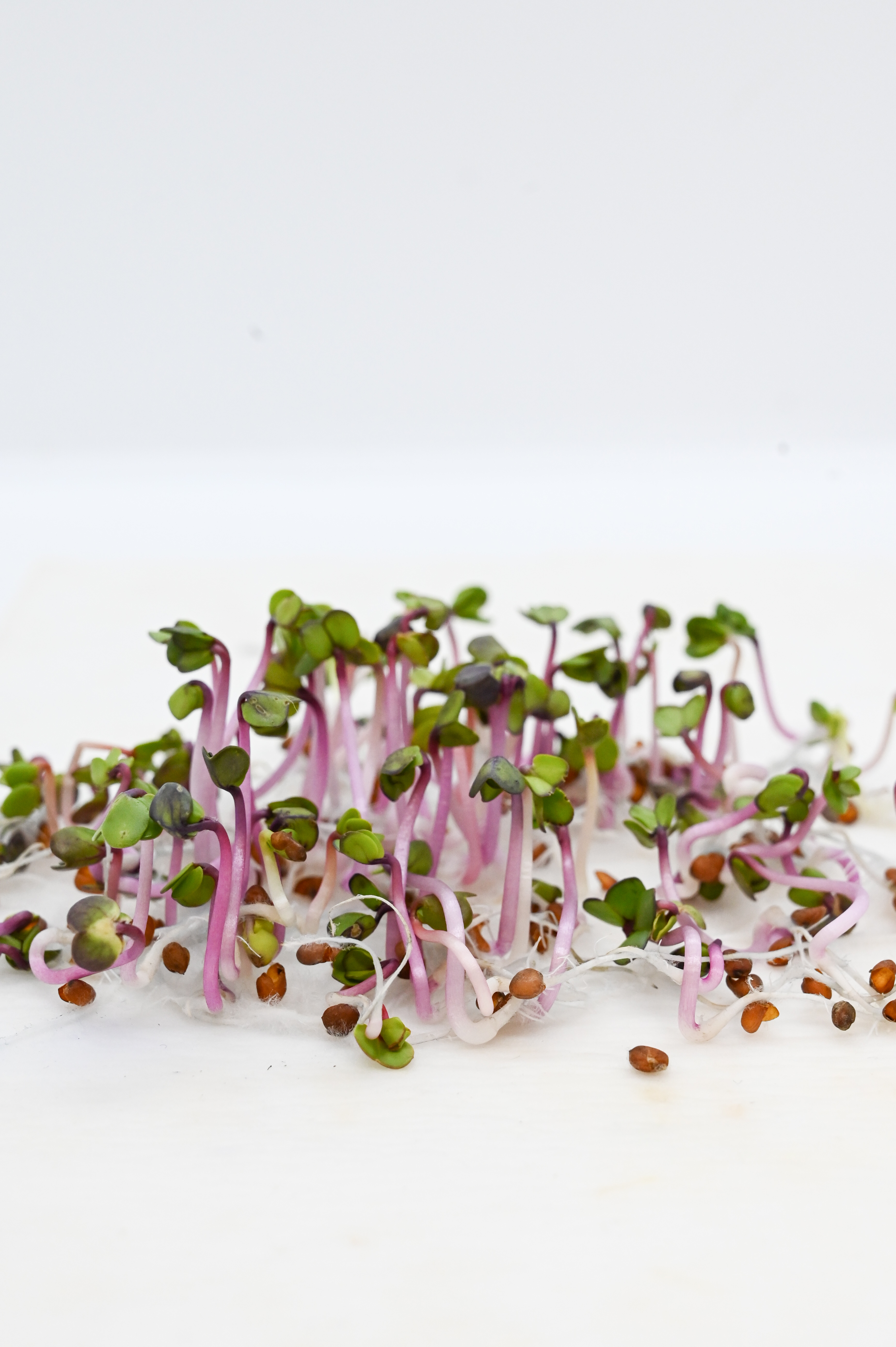 Microgreens (Bio) Rettich China Rose