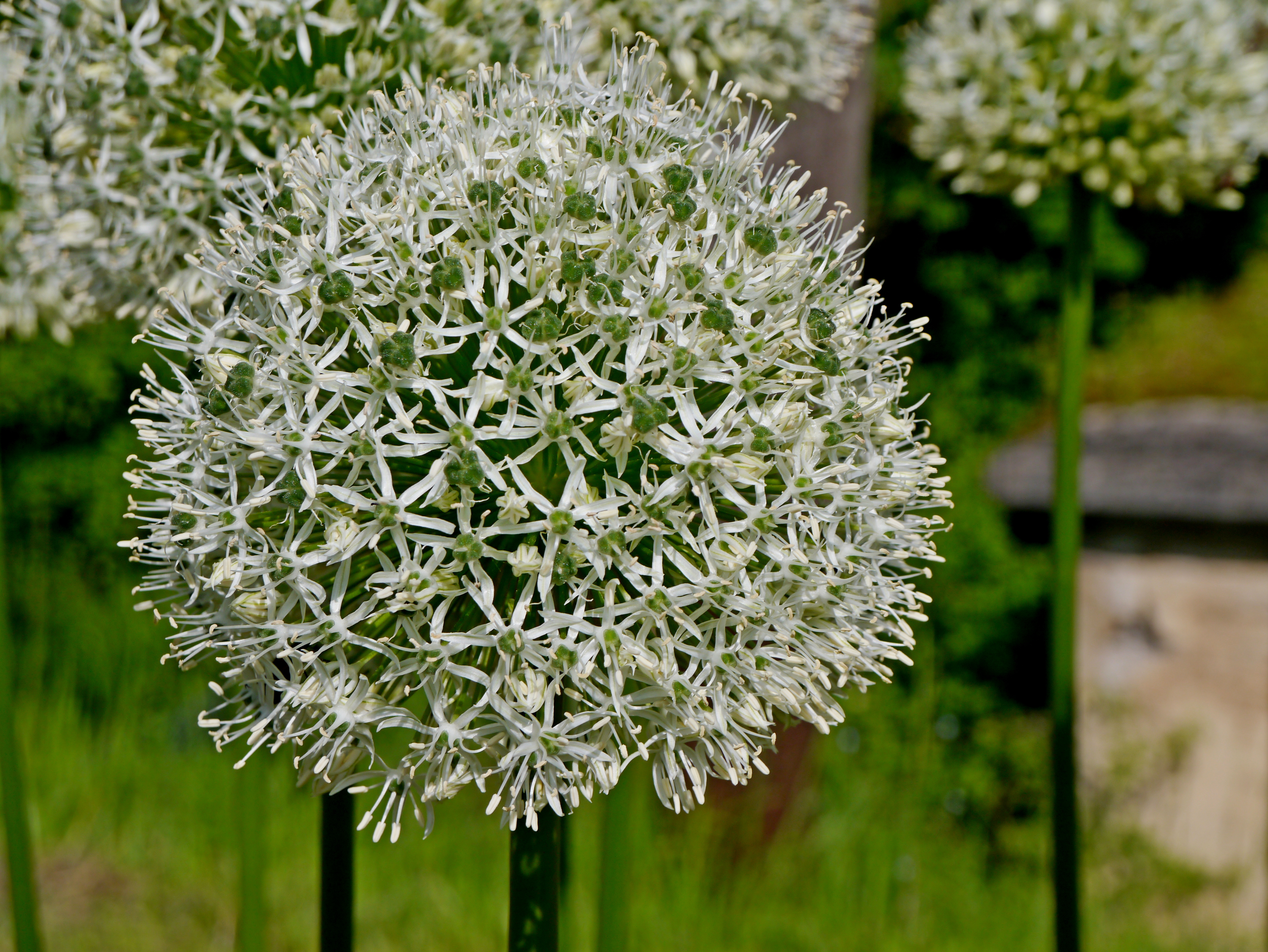 24511_Allium Mount Everest Nahaufnahme einer weißen Allium-Kugelblüte mit vielen sternförmigen Einzelblüten auf grünem, verschwommenem Gartenhintergrund