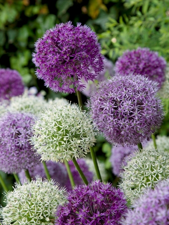 Zierlauch (Allium) mit kugelförmigen Blüten in Violett und Weiß, Gartenaufnahme