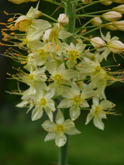 Eremurus isabellinus Moneymaker