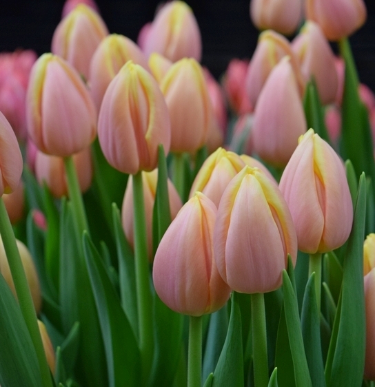 223032_Triumph-Tulpen Mango Charm_1 Nahaufnahme mehrerer pfirsichfarbener Tulpen mit gelblichen Spitzen und grünen Blättern, dicht gebündelt als frische Schnittblumen für Sträuße und Dekoration