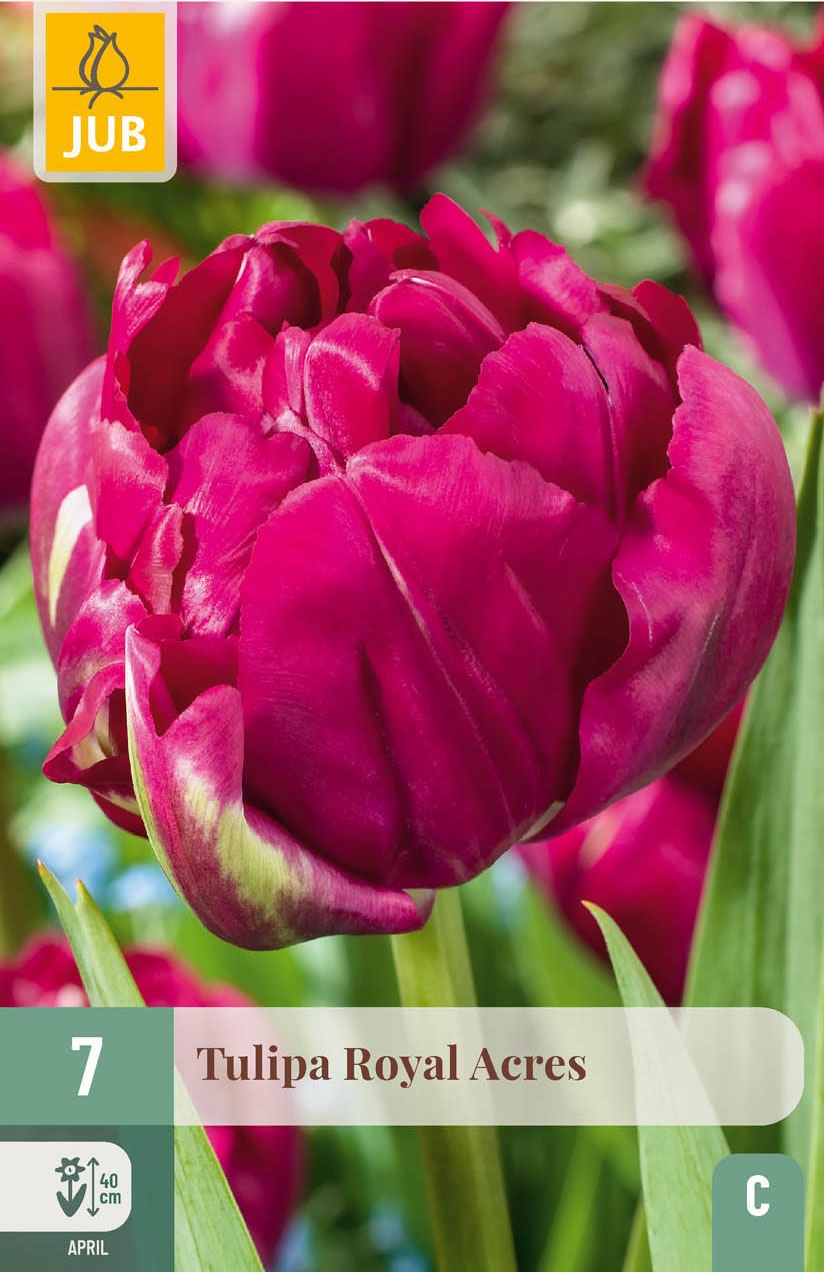 Gefüllte frühe Tulpen Royal Acres