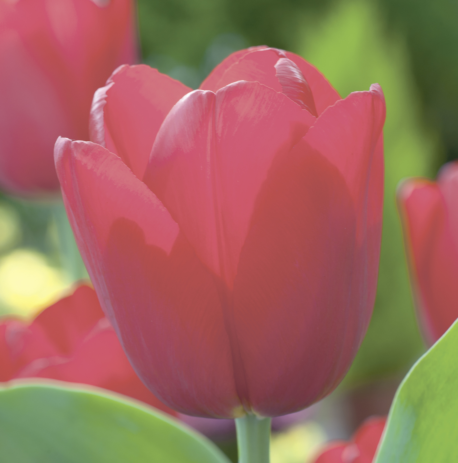 223492_Triumph-Tulpen Dominique FM Nahaufnahme einer roten Tulpe mit geöffneten Blütenblättern, grünem Stiel und unscharfem Gartenhintergrund