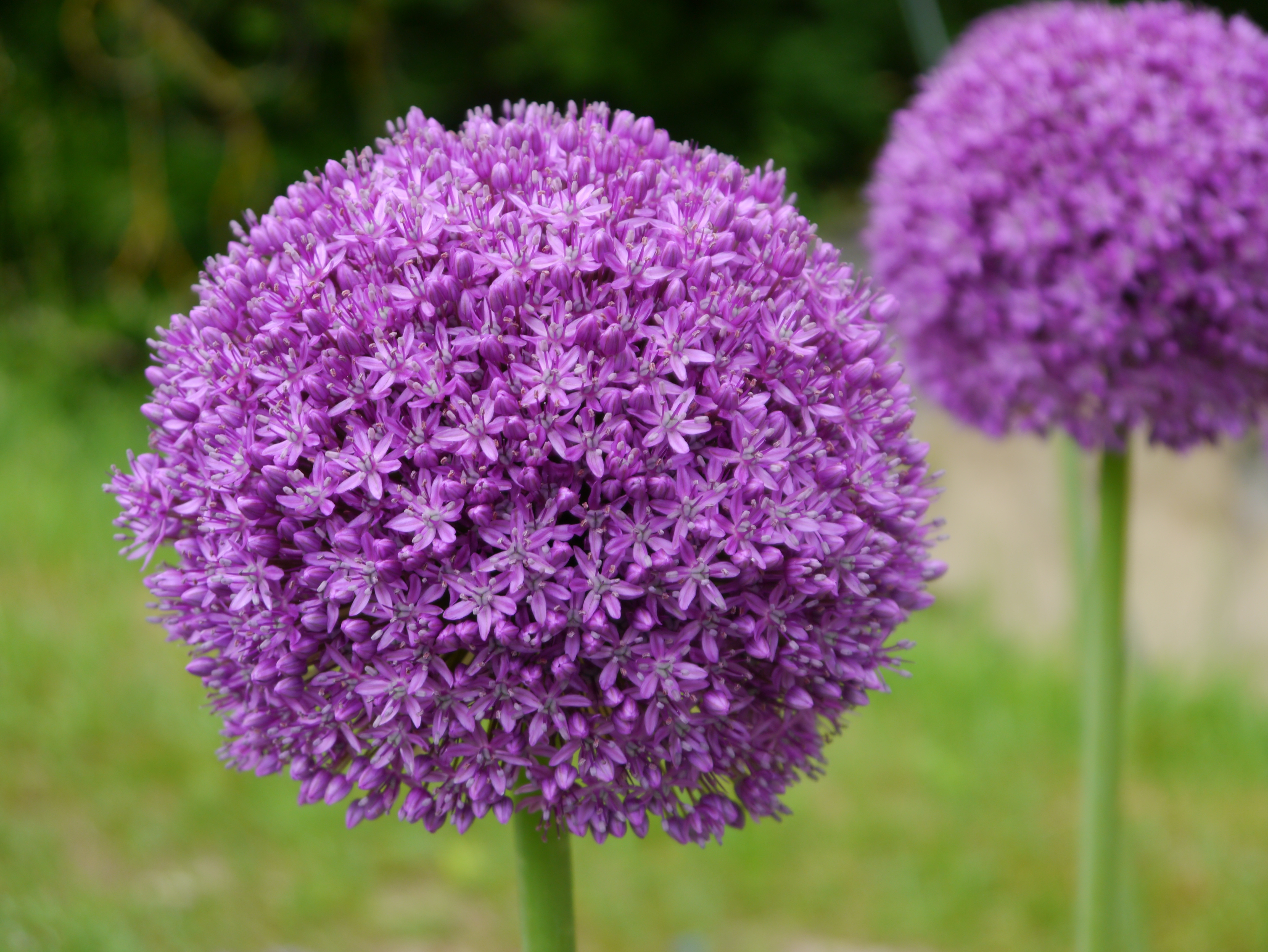 265143_Allium Ambassador Nahaufnahme einer großen lila Allium-Blütenkugel (Zierlauch) im Garten mit unscharfem Hintergrund