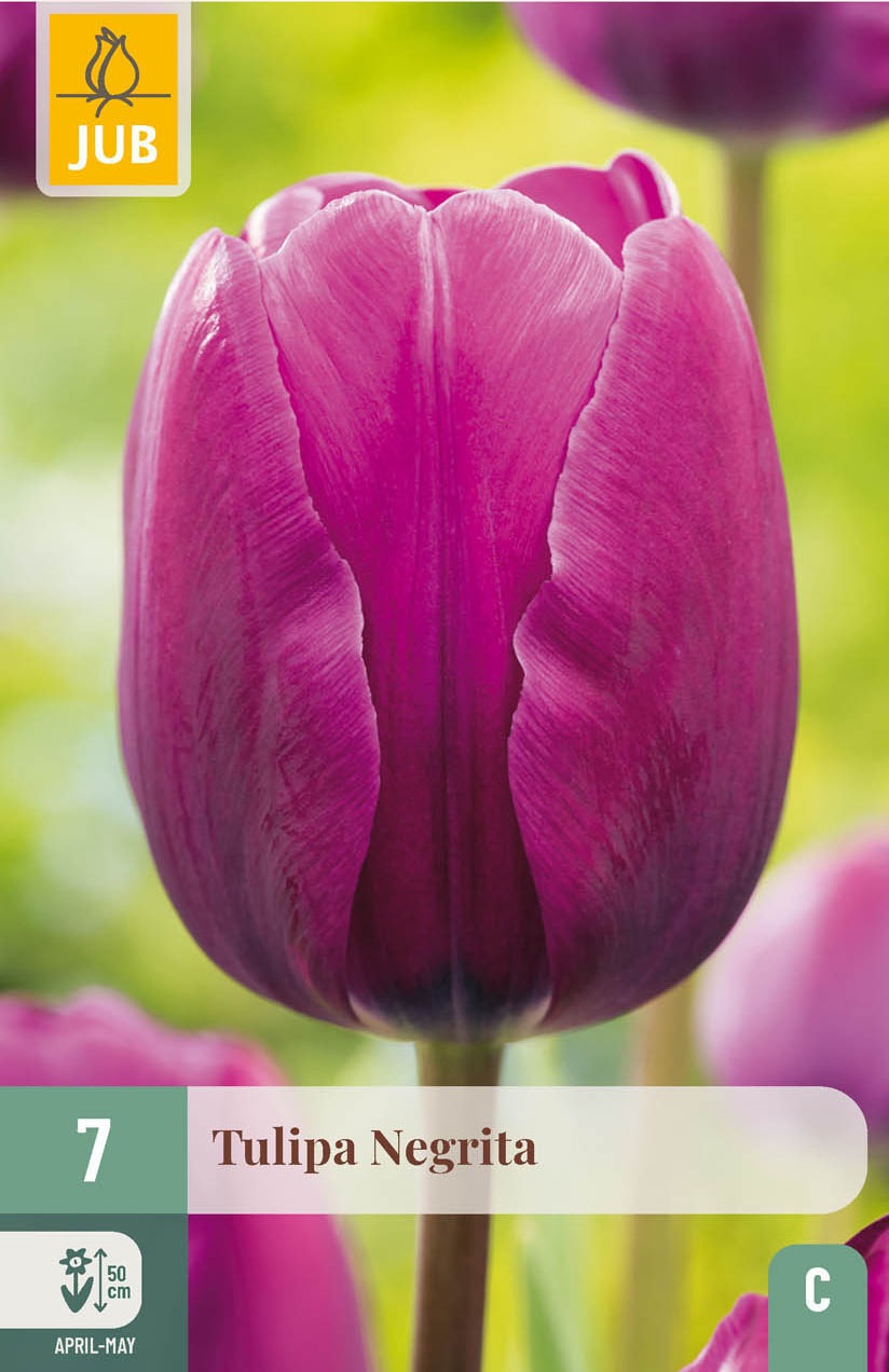 Triumph-Tulpen Negrita