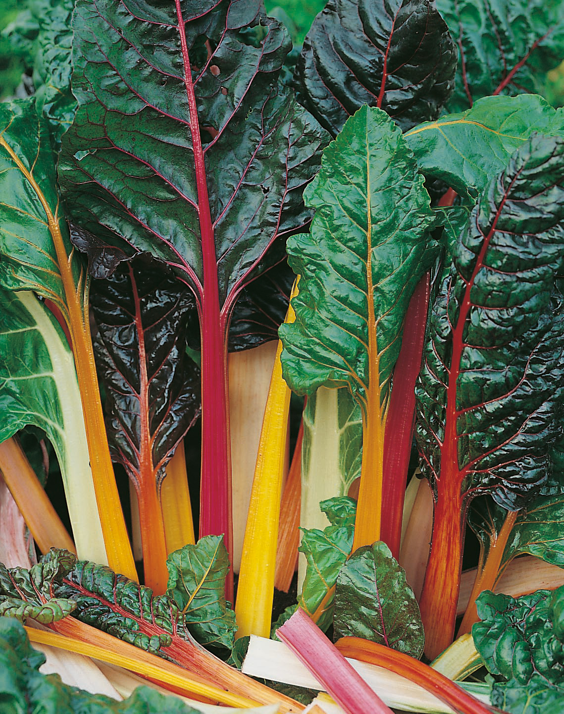 Mangold (Bio) Bright Lights