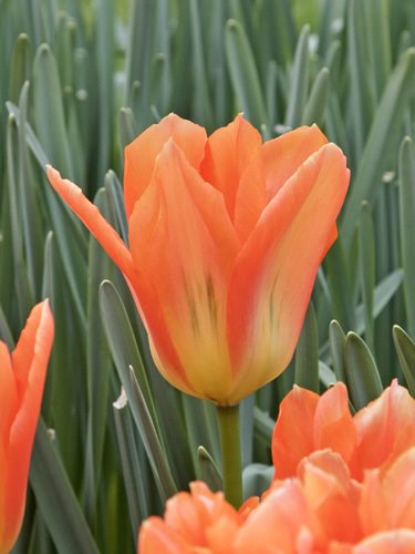 Fosteriana-Tulpen Orange Emperor
