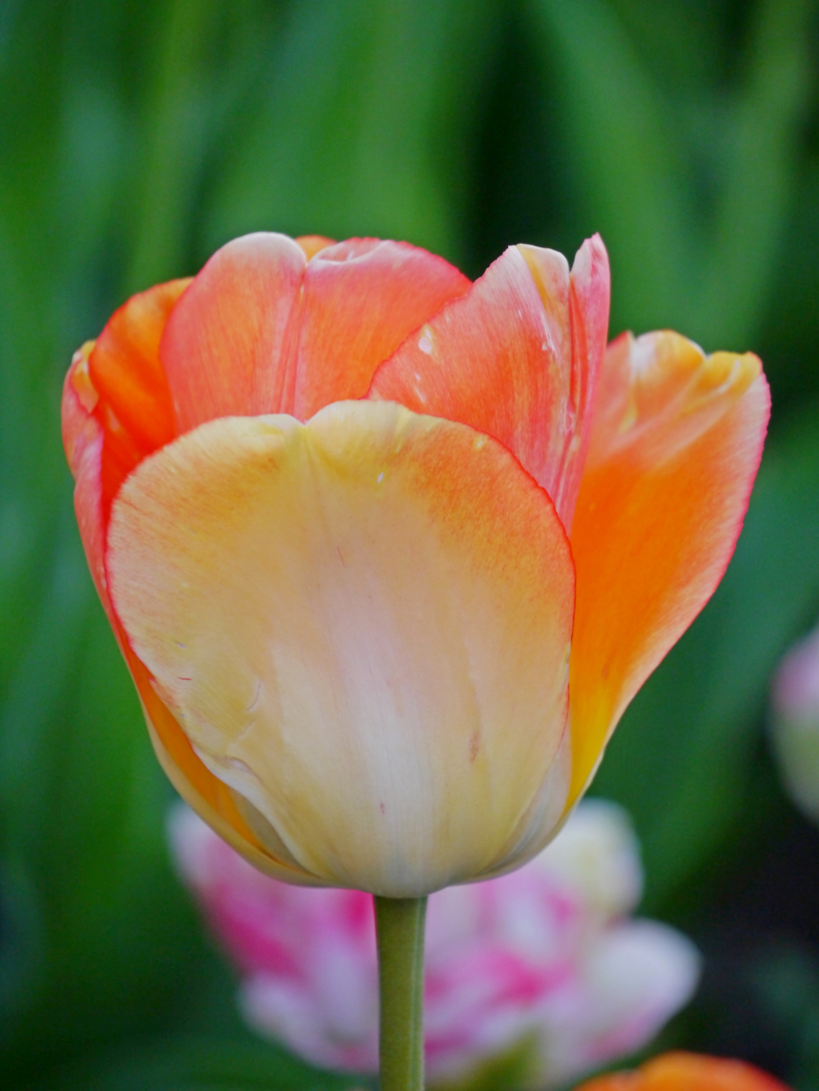 Darwin-Hybrid-Tulpen Daydream