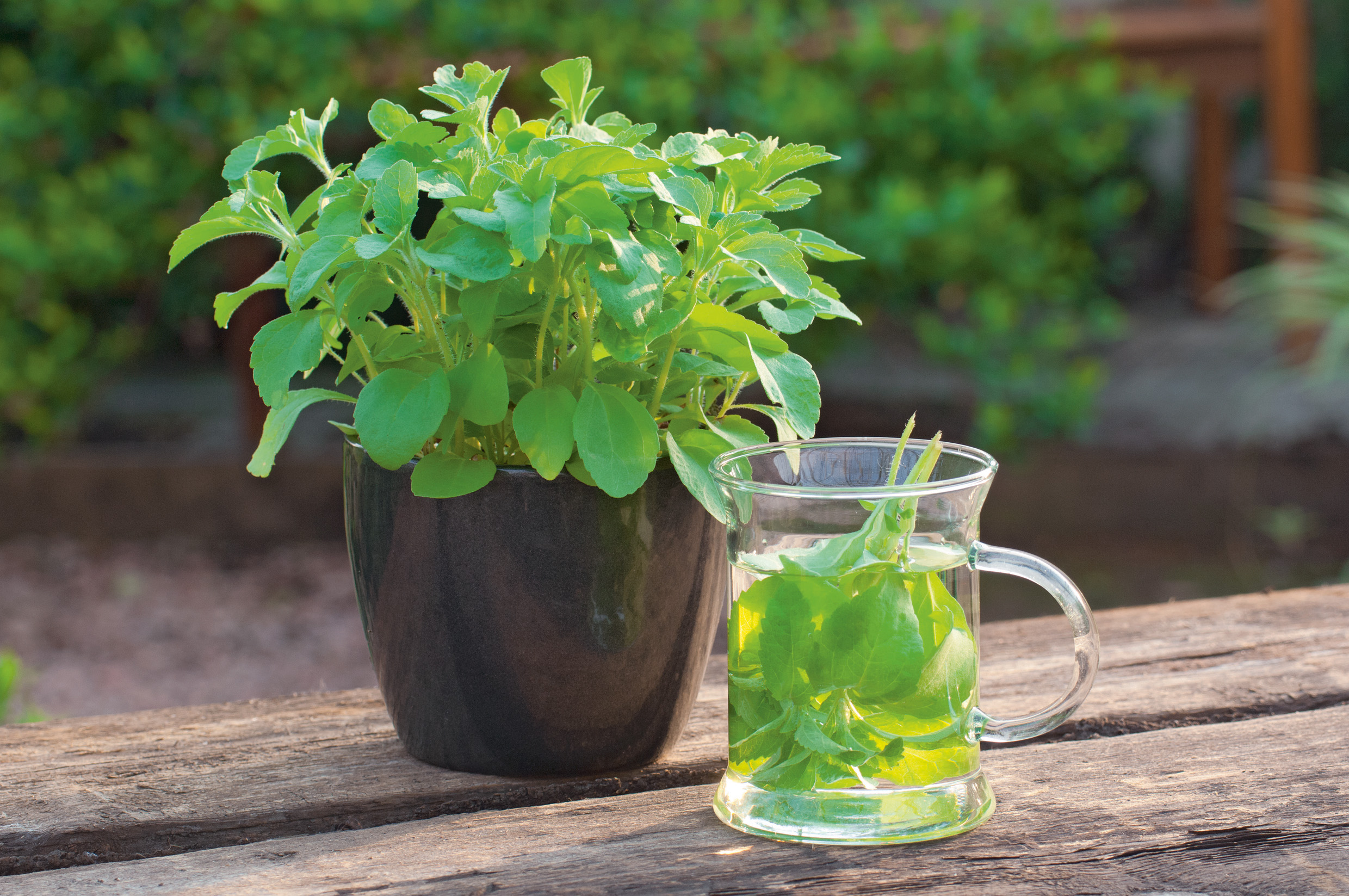 Stevia Süßkraut