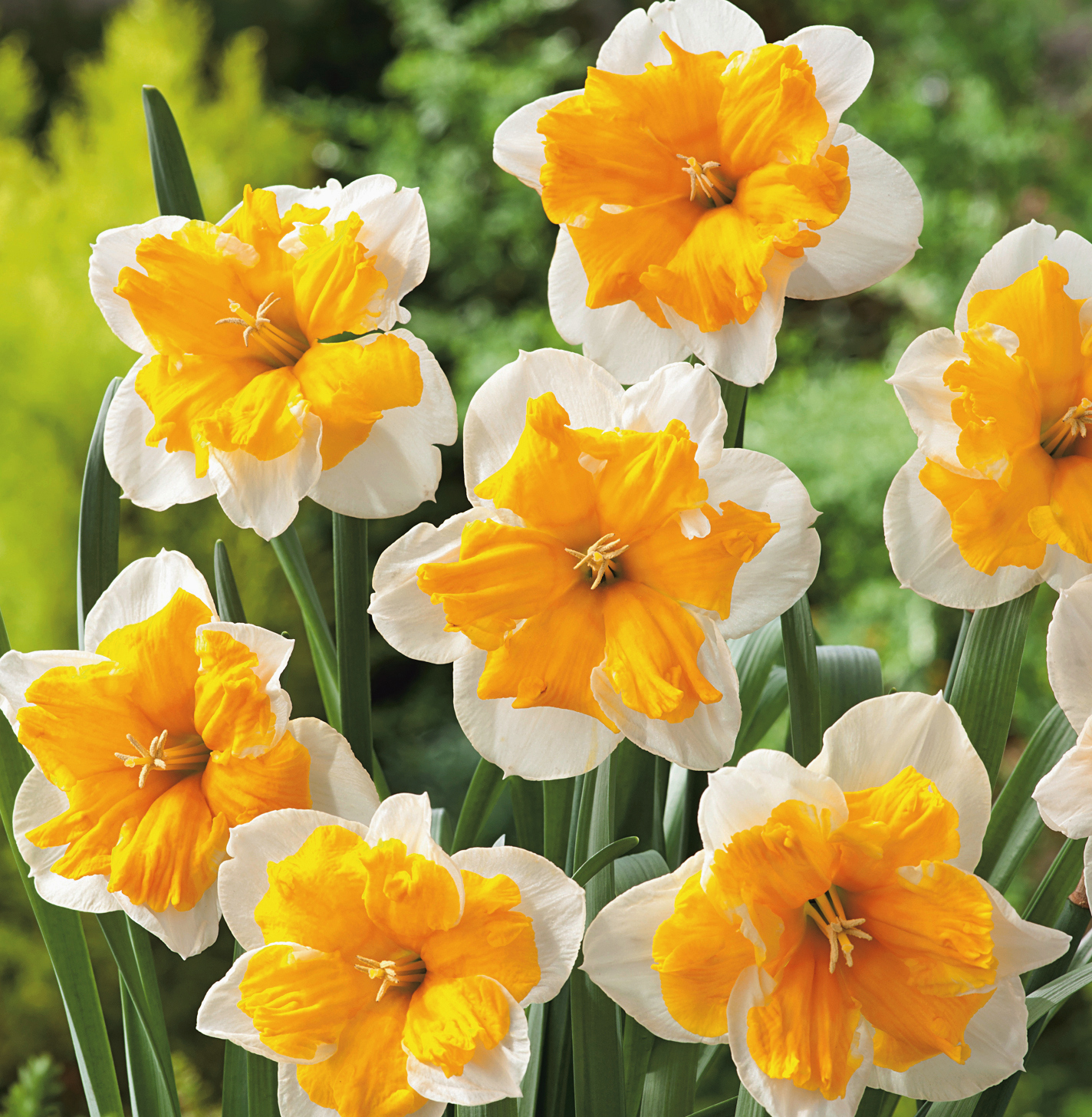 24336_Split-Corona Narzissen Orangery FM Gefüllte weiß-gelbe Narzissen mit kräftig orange-gelben Trompetenblüten und langen grünen Blättern in einem Gartenbeet