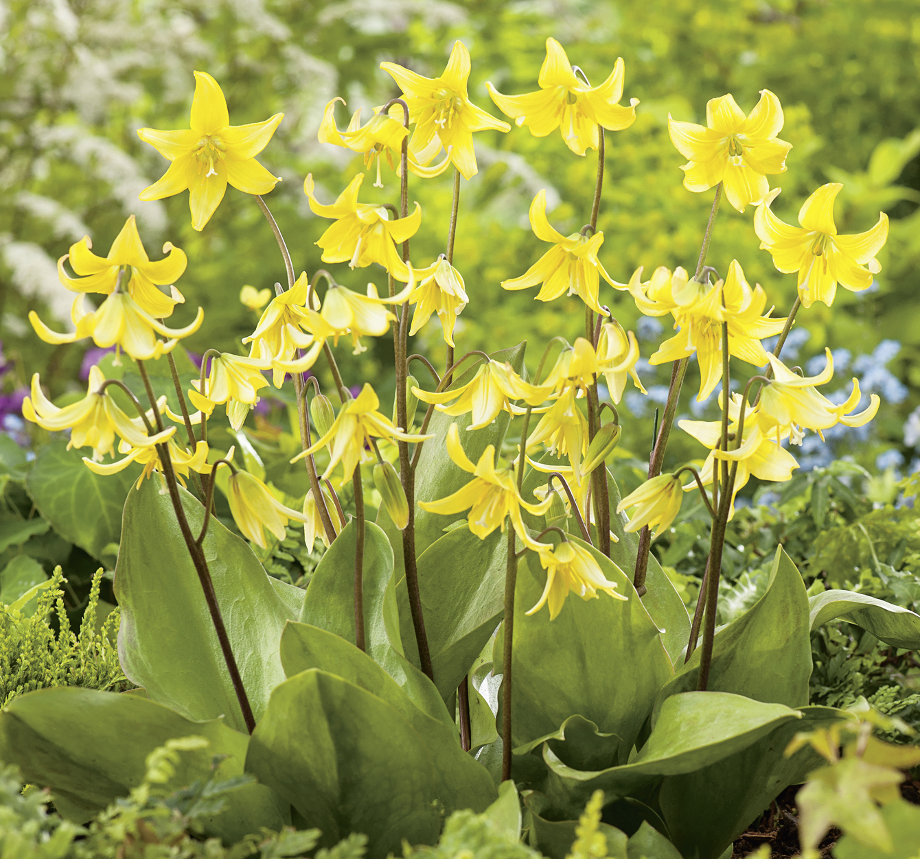 265751_Erythronium Pagoda FM Nahaufnahme gelber Erythronium-Hundszahnblumen mit aufrechten dunkelbraunen Stängeln und breiten grünen Blättern in einem blühenden Frühlingsgarten