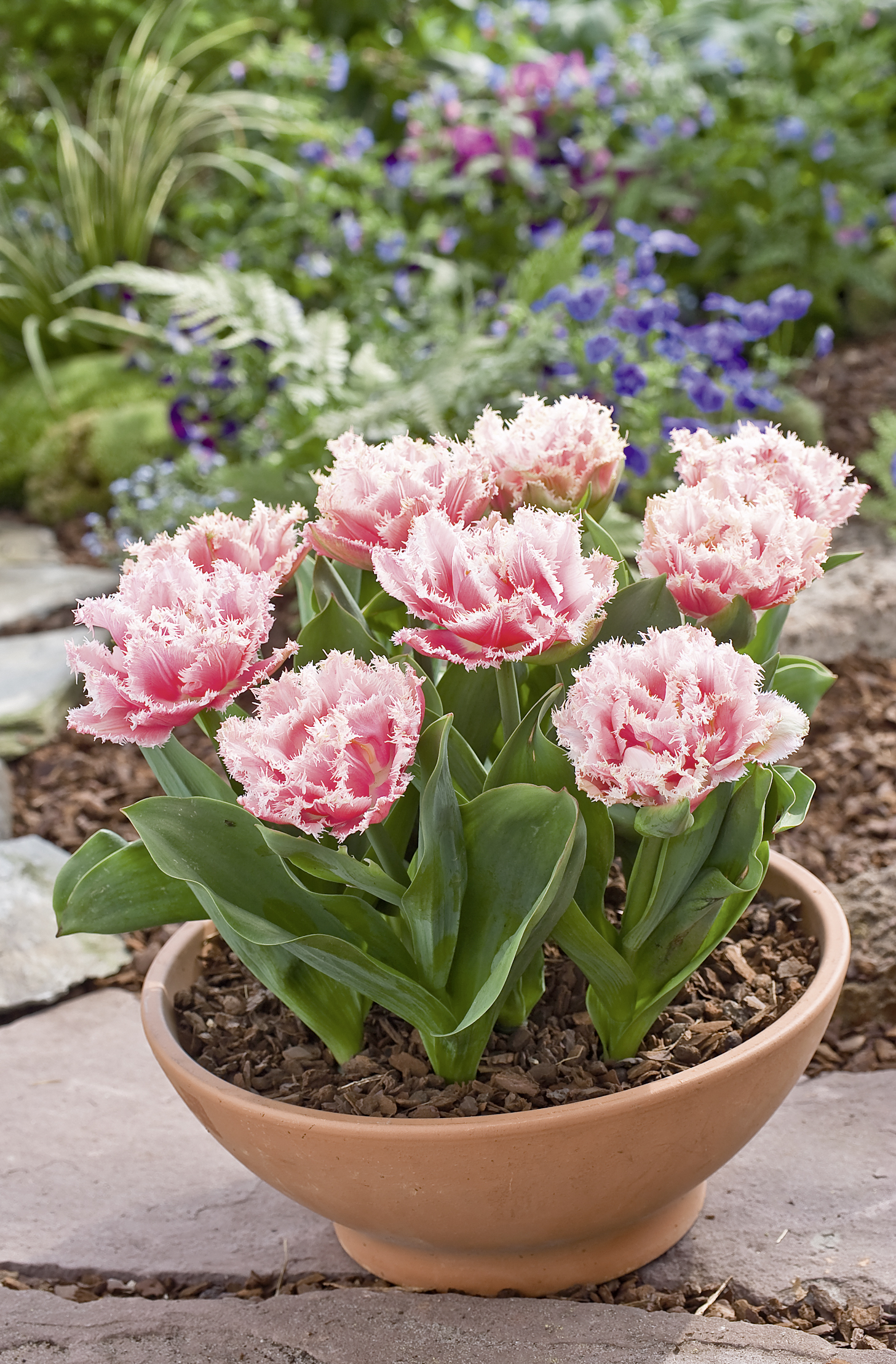 Nahaufnahme gefranster rosa Tulpen in einem Terrakottatopf auf Steinboden, im Hintergrund blühende Beete und grünes Laub
