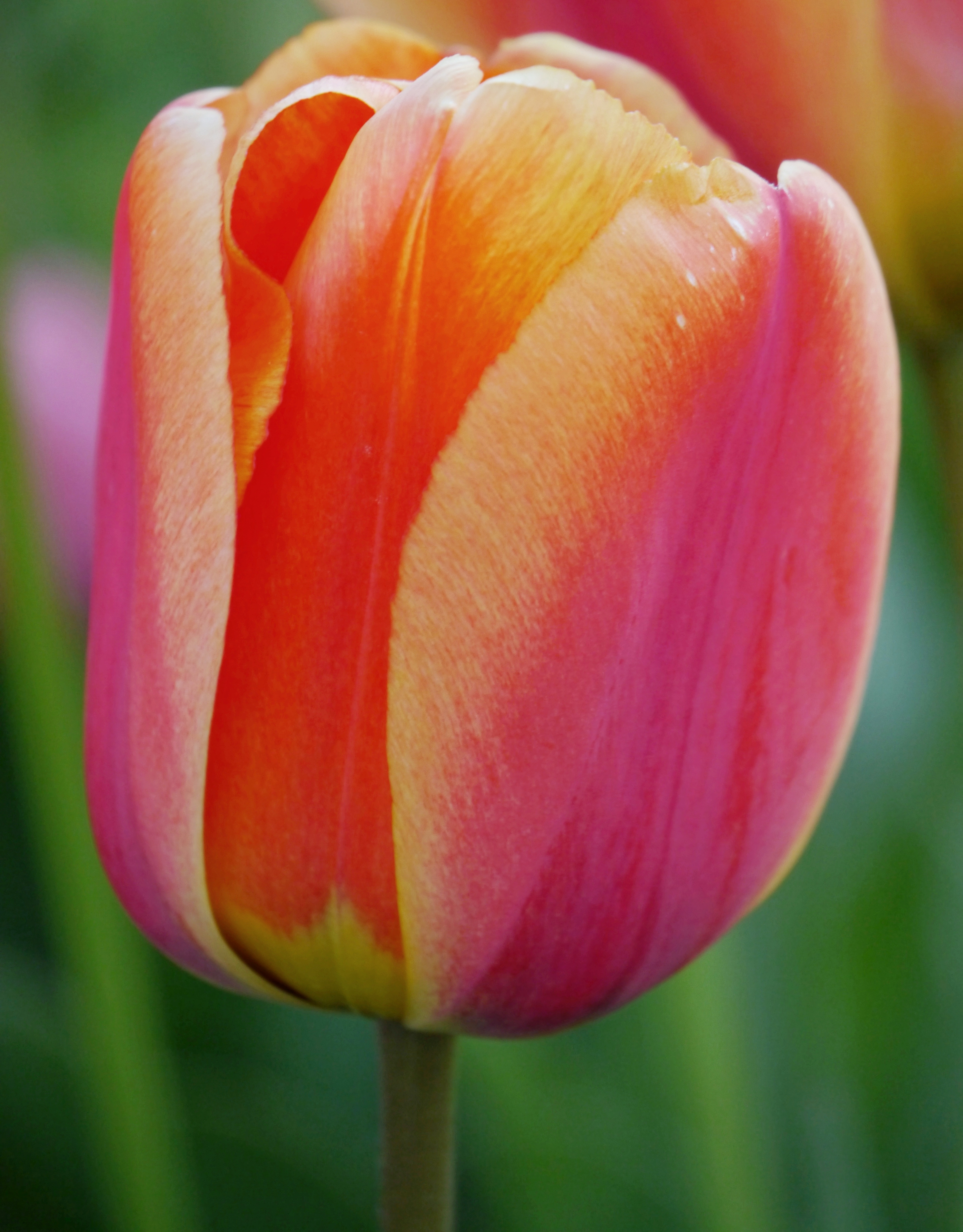 224182_D.-H.-Tulpen Apeldoorns Elite Nahaufnahme einer orange-rosa Tulpe mit zarten Blütenblättern vor unscharfem grünem Hintergrund