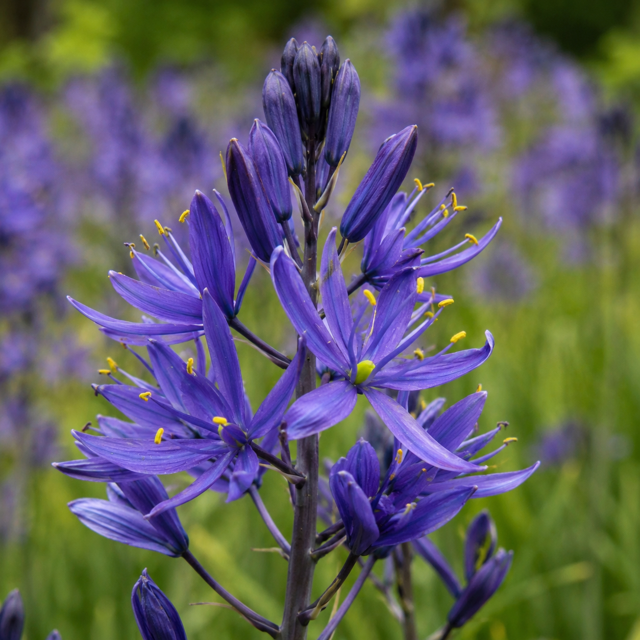 Camassia quamash (esculenta)