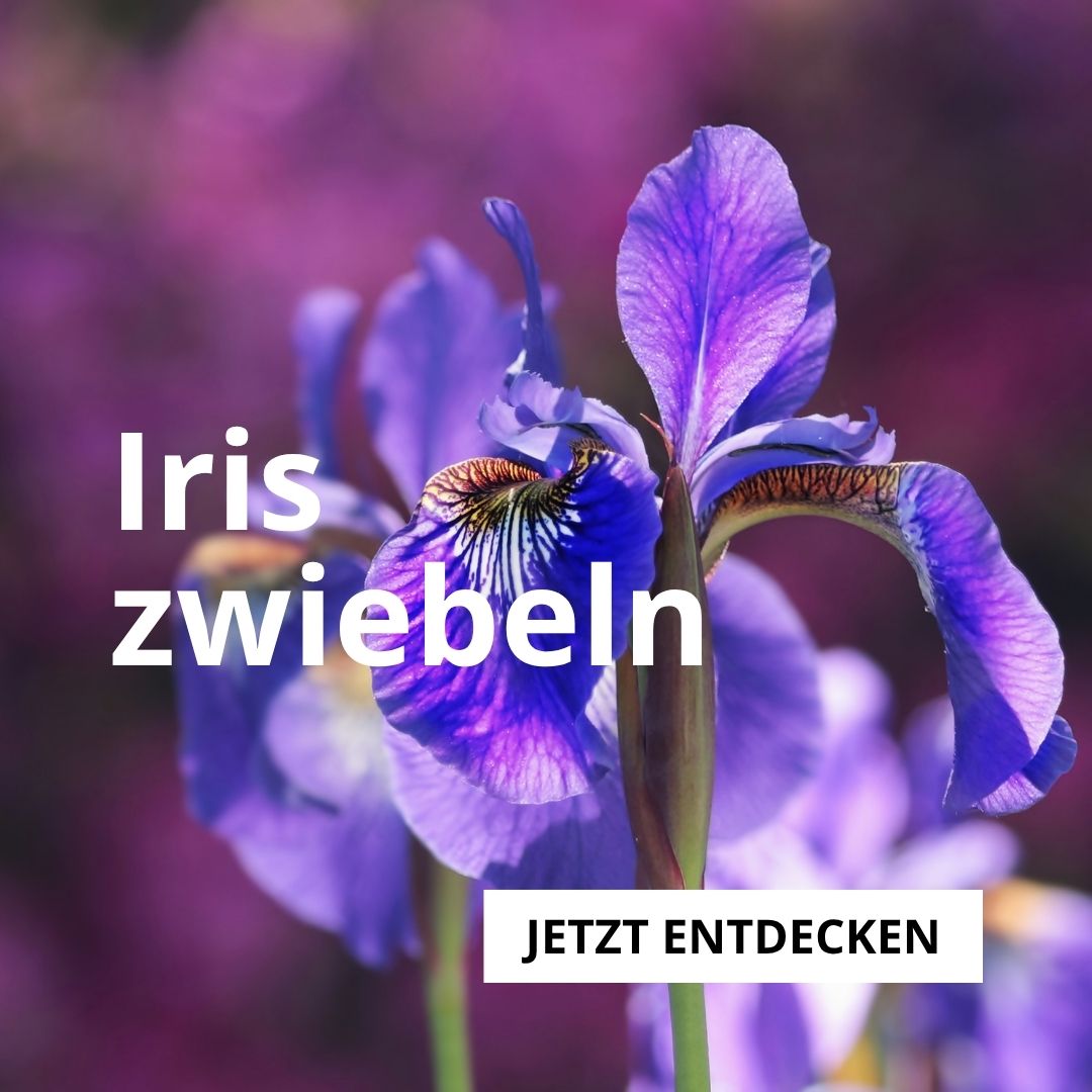 Iriszwiebeln