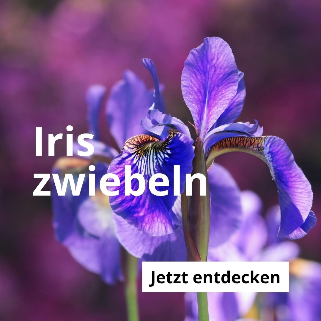 Iriszwiebeln