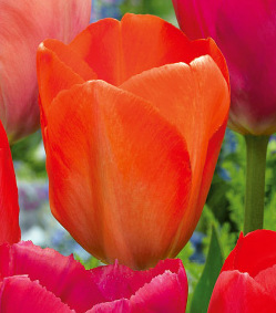 Darwin-Hybrid-Tulpen Orange van Eijk