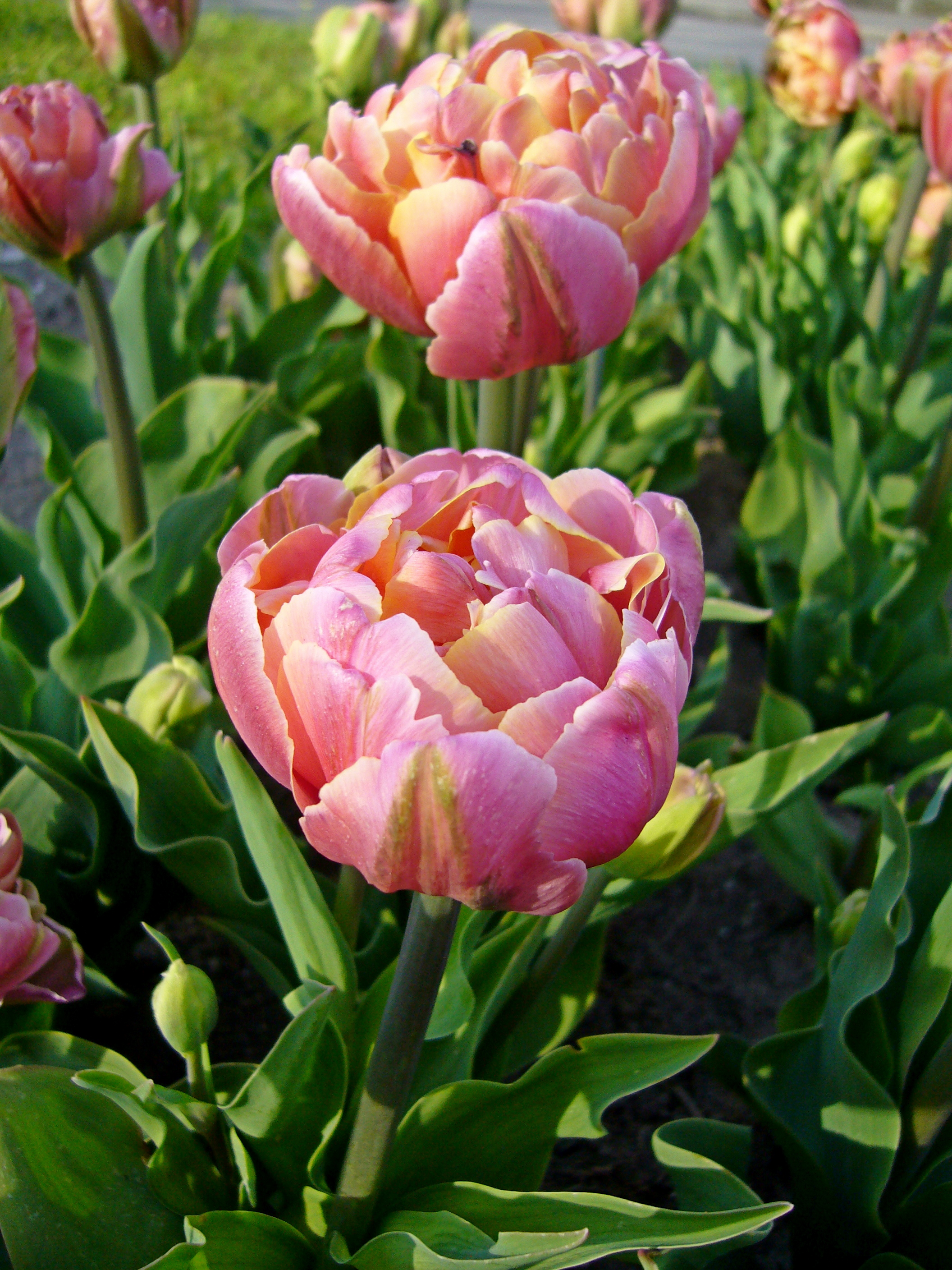 222642_Gef. späte Tulpen Sunset Tropical Nahaufnahme gefüllter rosa-hellgelber Tulpen (Doppeltulpen) im Gartenbeet, mit grünen Blättern und Knospen im Hintergrund