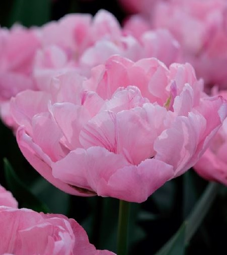 Gefüllte frühe Tulpen Rozalynn