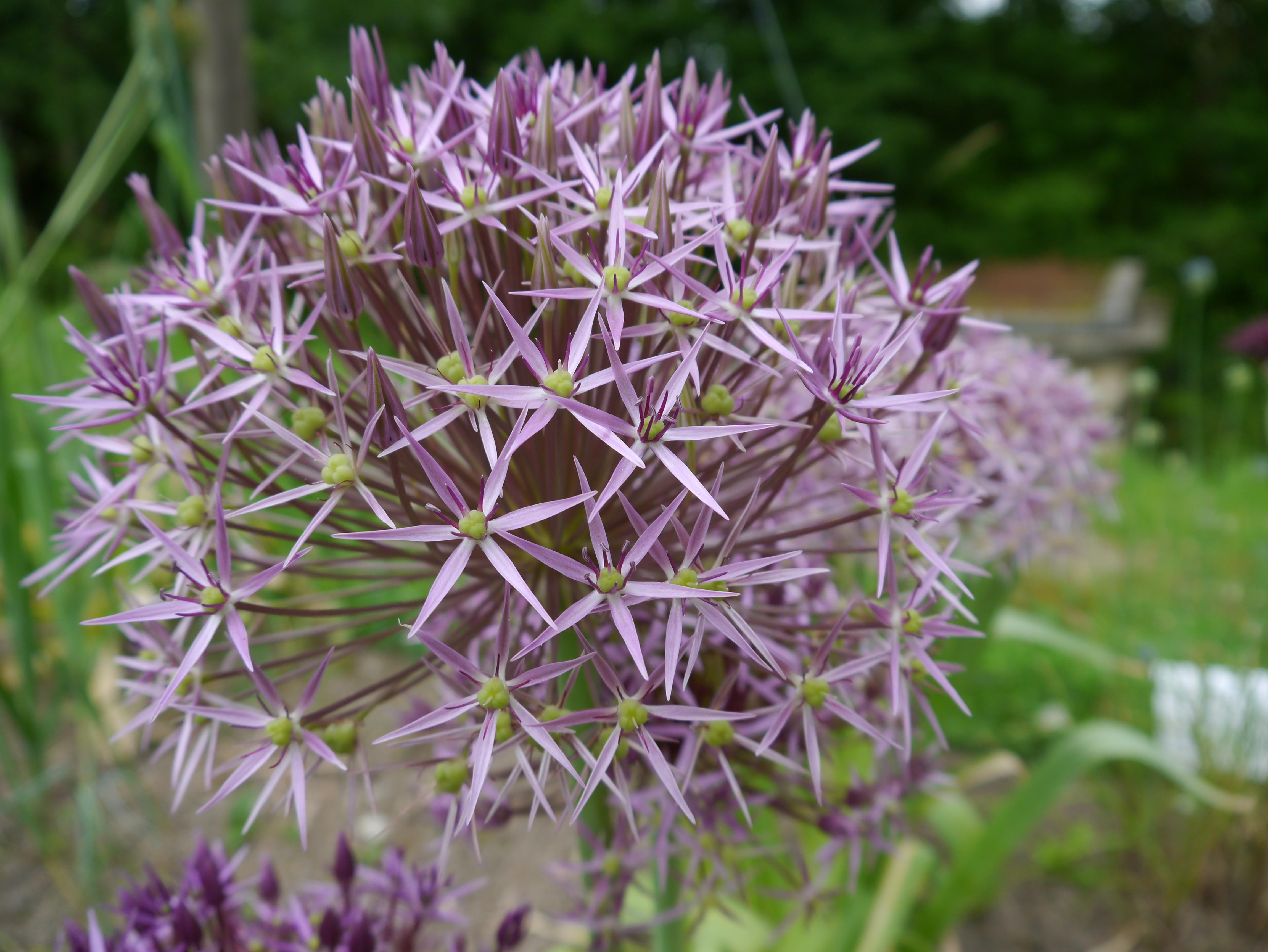 265060_Allium christophii Nahaufnahme einer lila Allium (Zierlauch) Blüte in kugelförmiger Anordnung mit zahlreichen sternförmigen Einzelblüten, unscharfer Gartenhintergrund