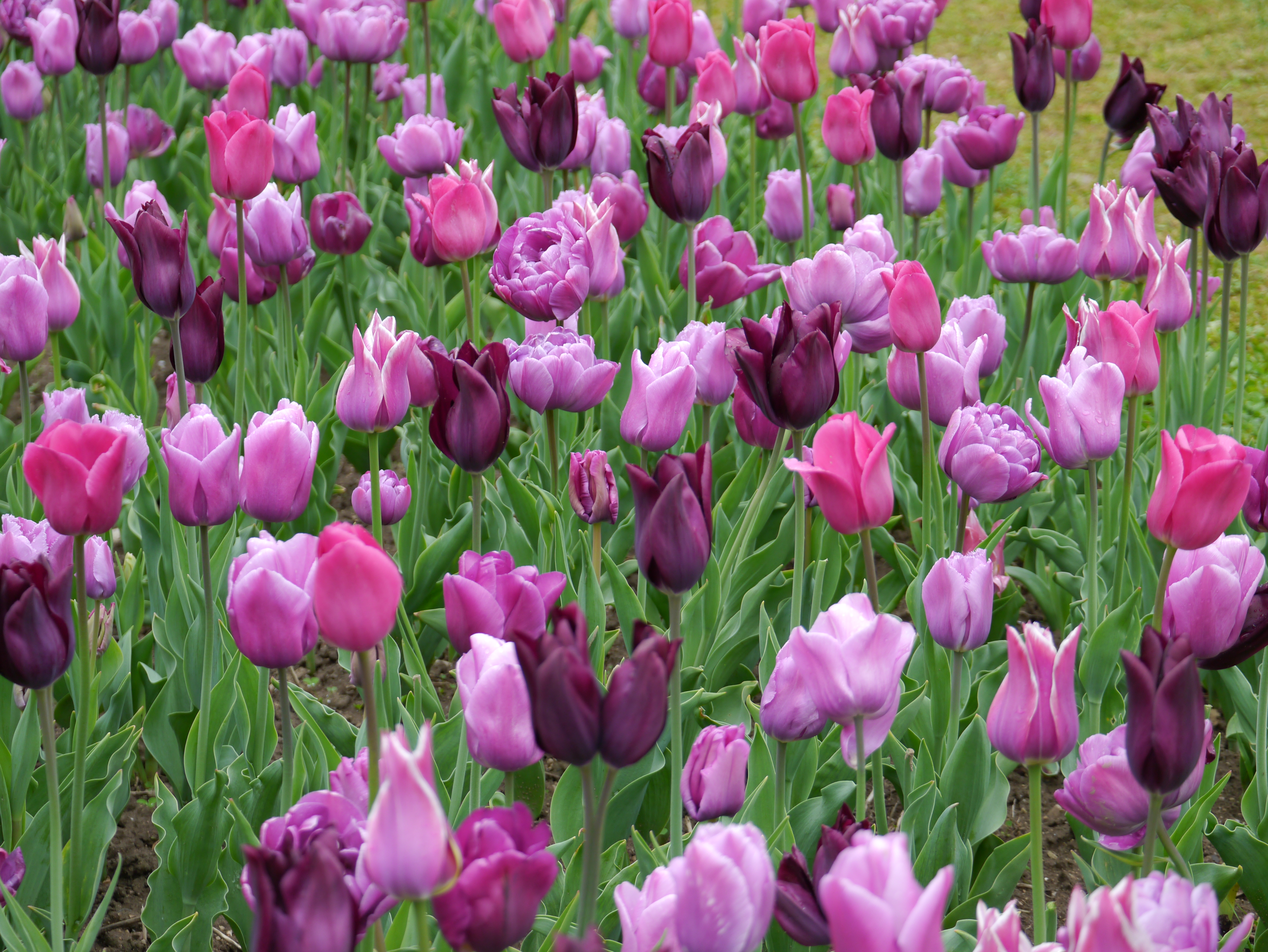 22014_Töne in Blau-Violett_4 Nahaufnahme eines Blumenbeets mit zahlreichen pinken und violetten Tulpen