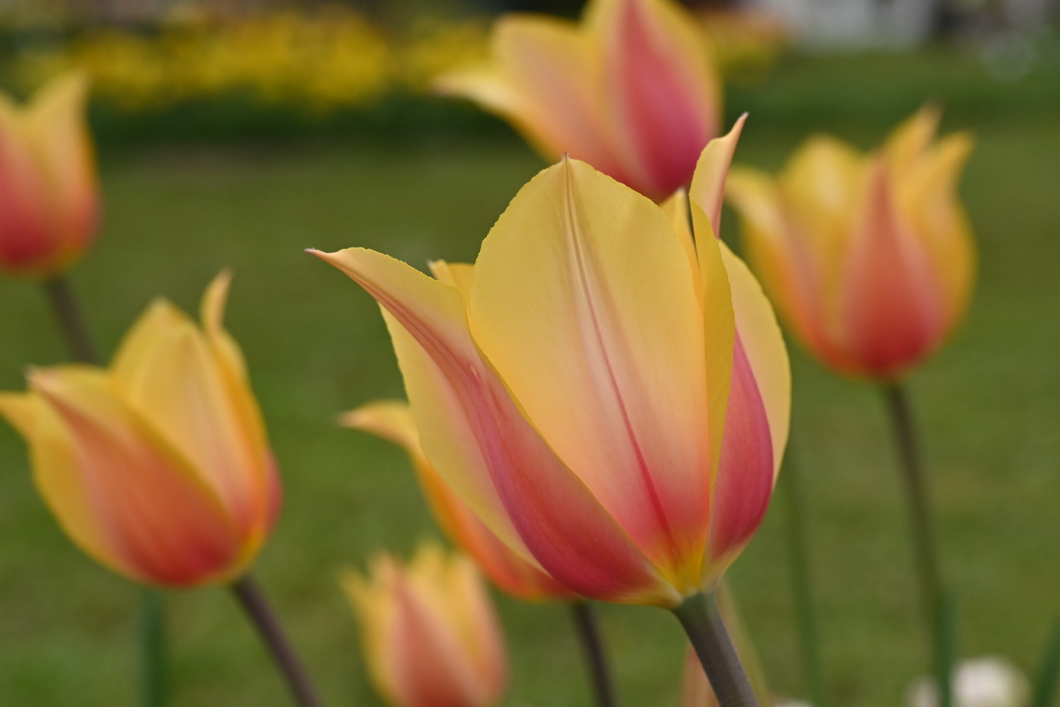 225252_Blushing_Lady_4 Einfache späte Tulpen Blushing Lady