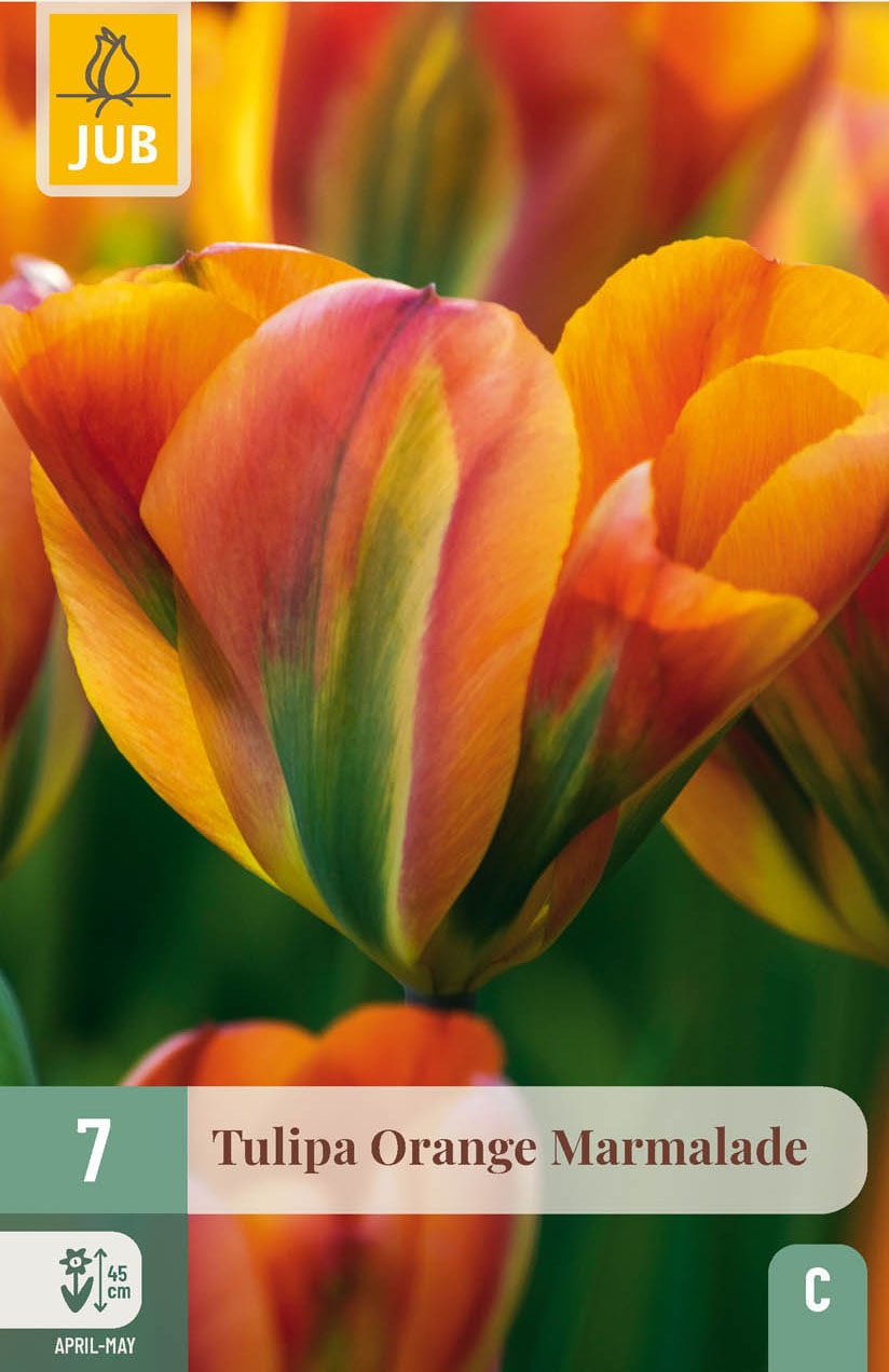 Viridiflora-Tulpen Orange Marmelade