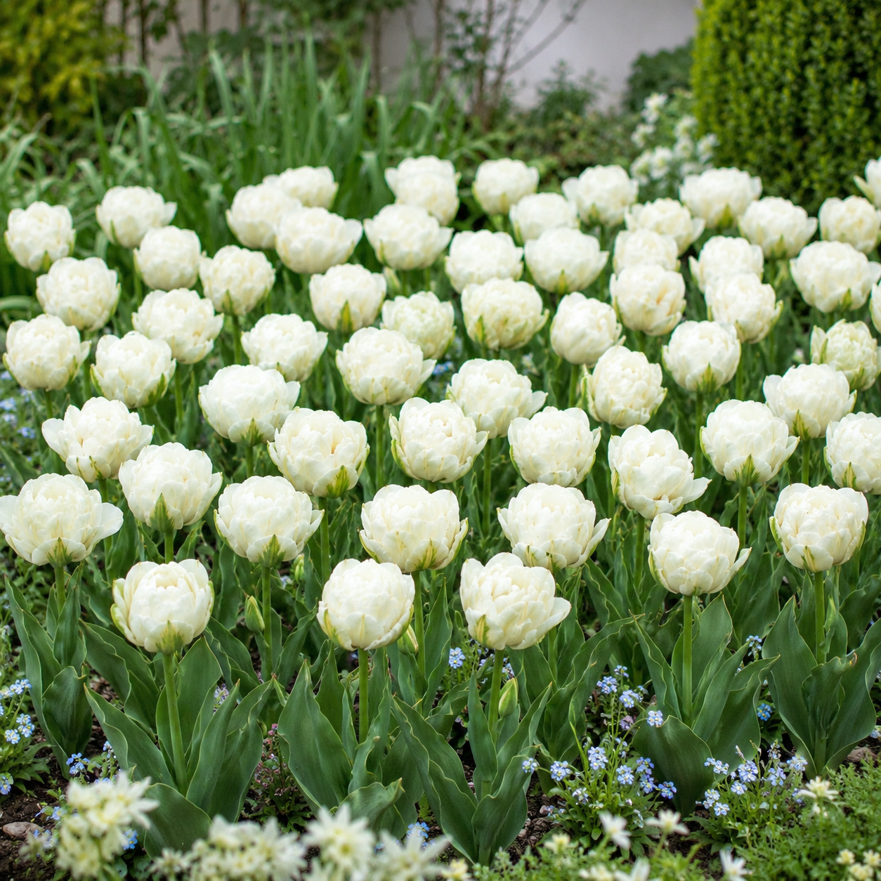 Gefüllte späte Tulpen Mount Tacoma