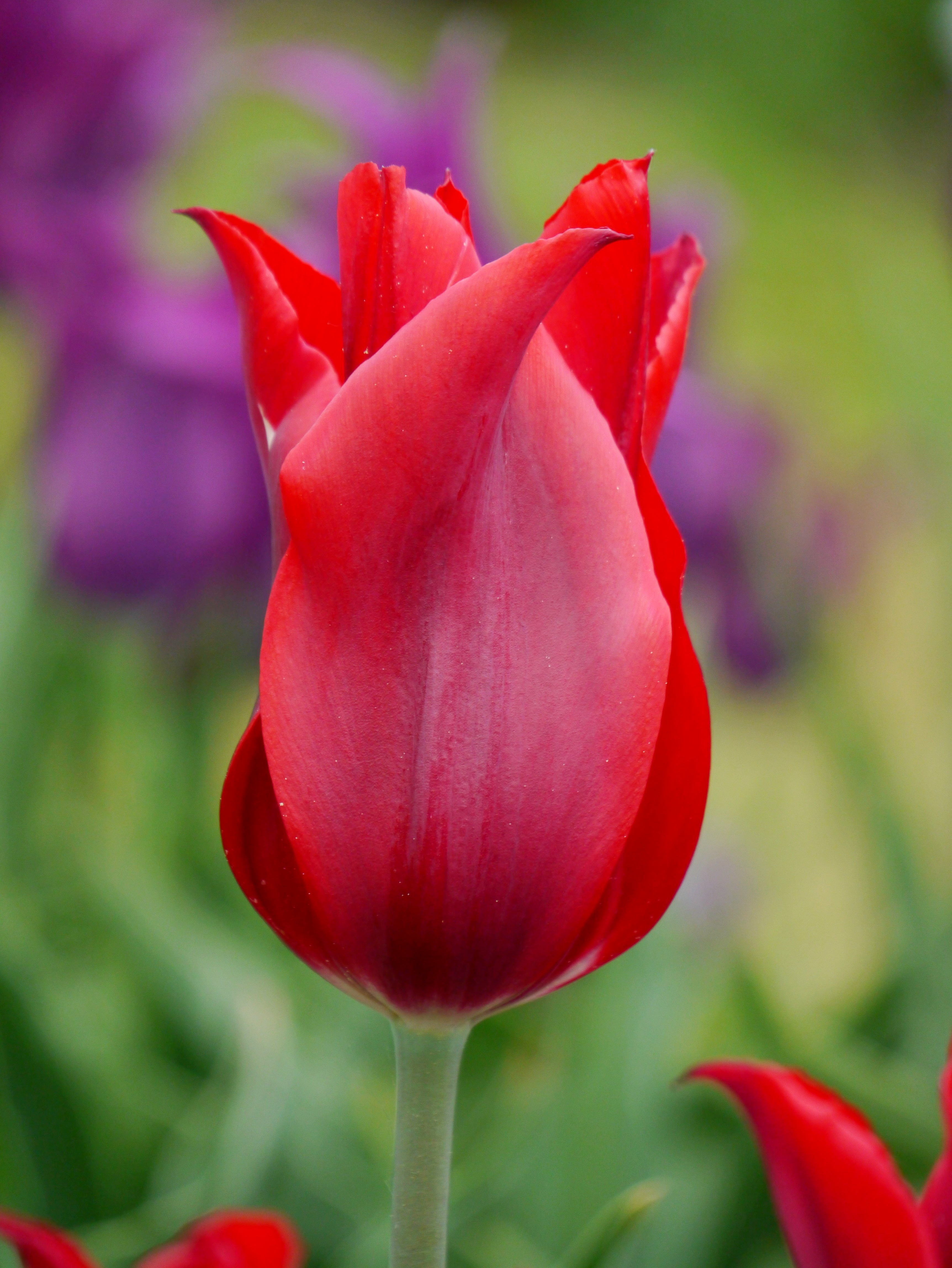 Nahaufnahme einer roten Tulpe mit spitz zulaufenden Blütenblättern vor unscharfem grünen und lila Gartenhintergrund