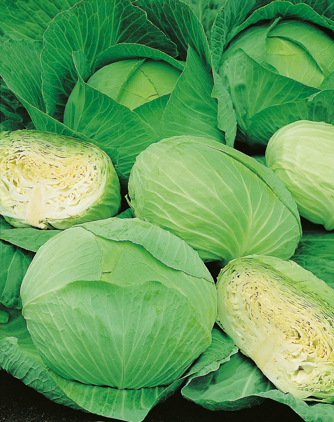 Weißkohl Braunschweiger