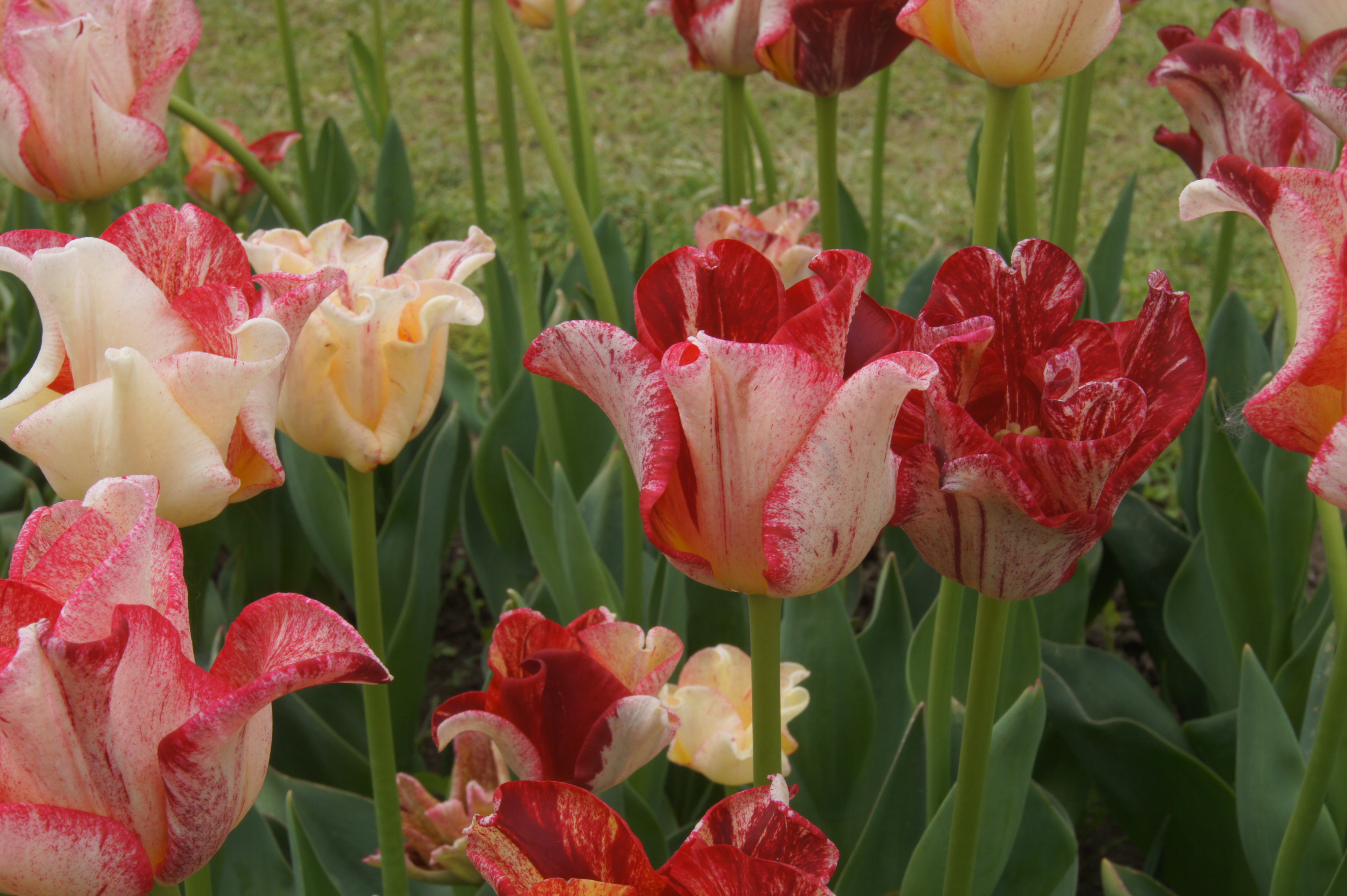 Triumph-Tulpen Striped Crown