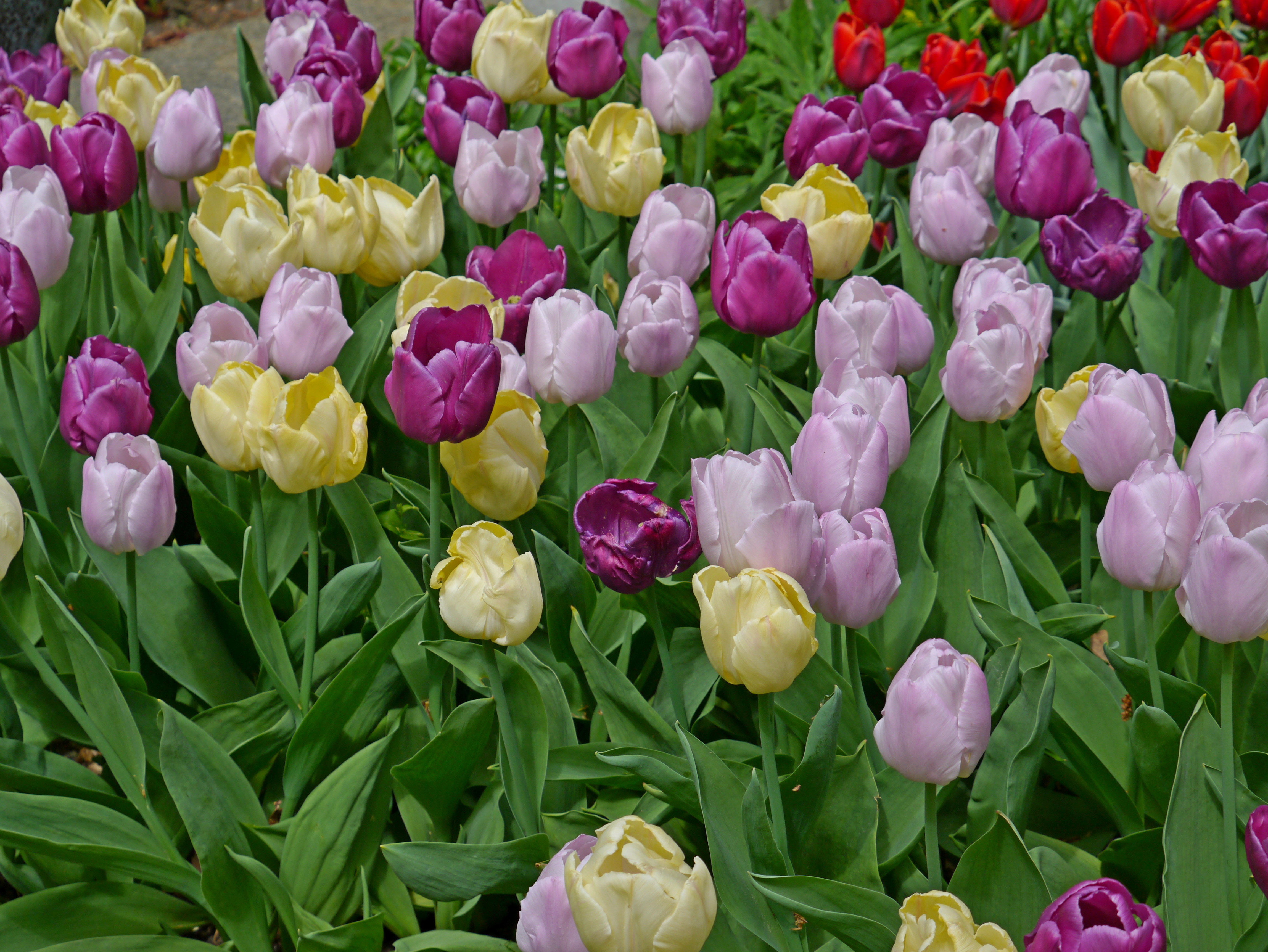 Einfache frühe Tulpen Neon Mix