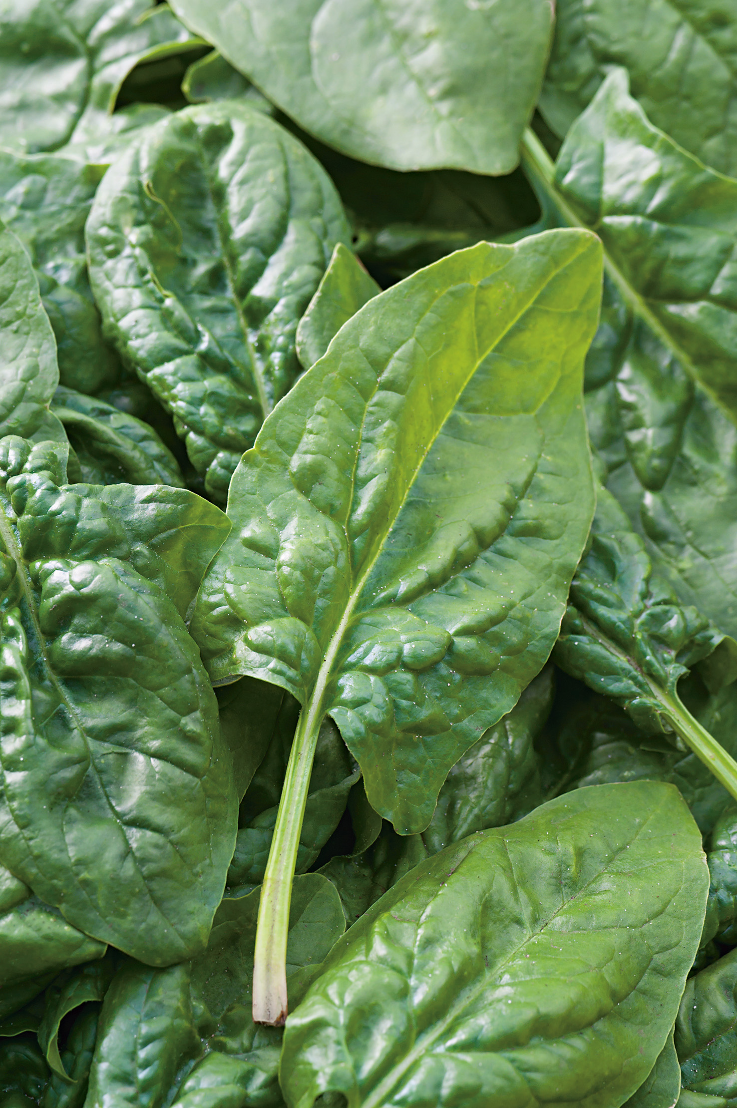 Spinat, Großpackung Yukon F1