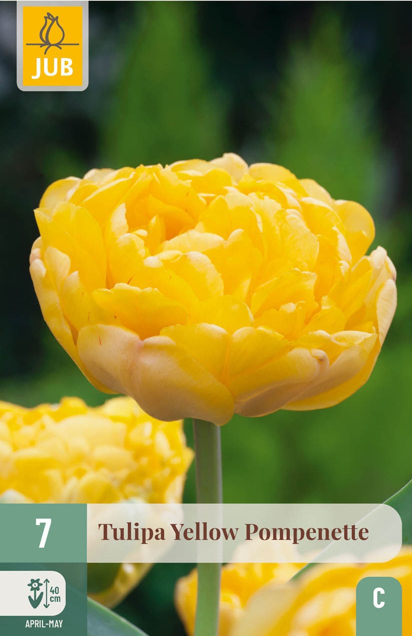 Gefüllte späte Tulpen Yellow Pomponette