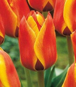 Nahaufnahme zweifarbiger Tulpen mit roten und gelben Blütenblättern