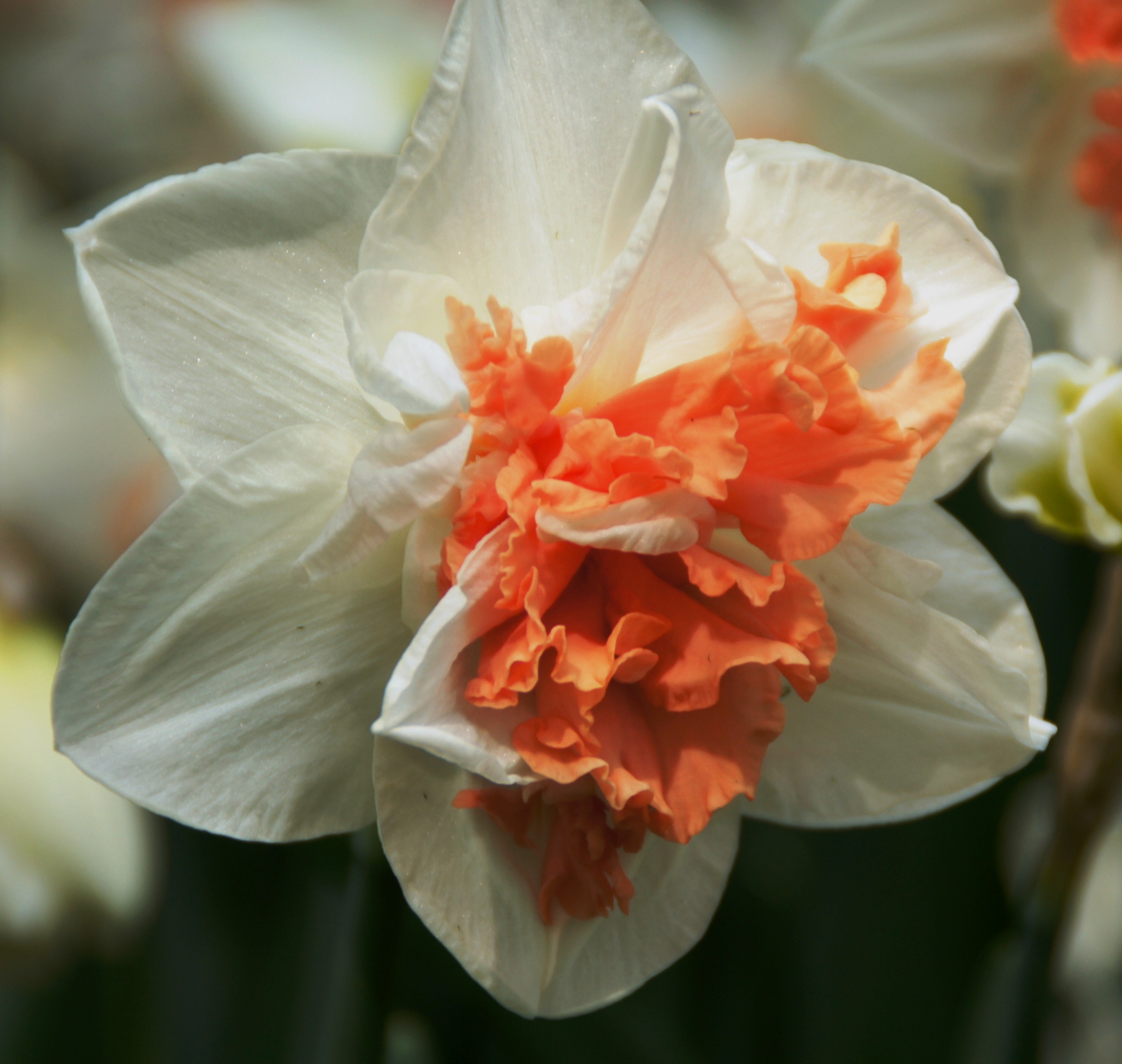Nahaufnahme einer weißen Narzisse (Narcissus) mit dicht gefüllter, kräftig orangefarbener Krone und zarten Außenblättern