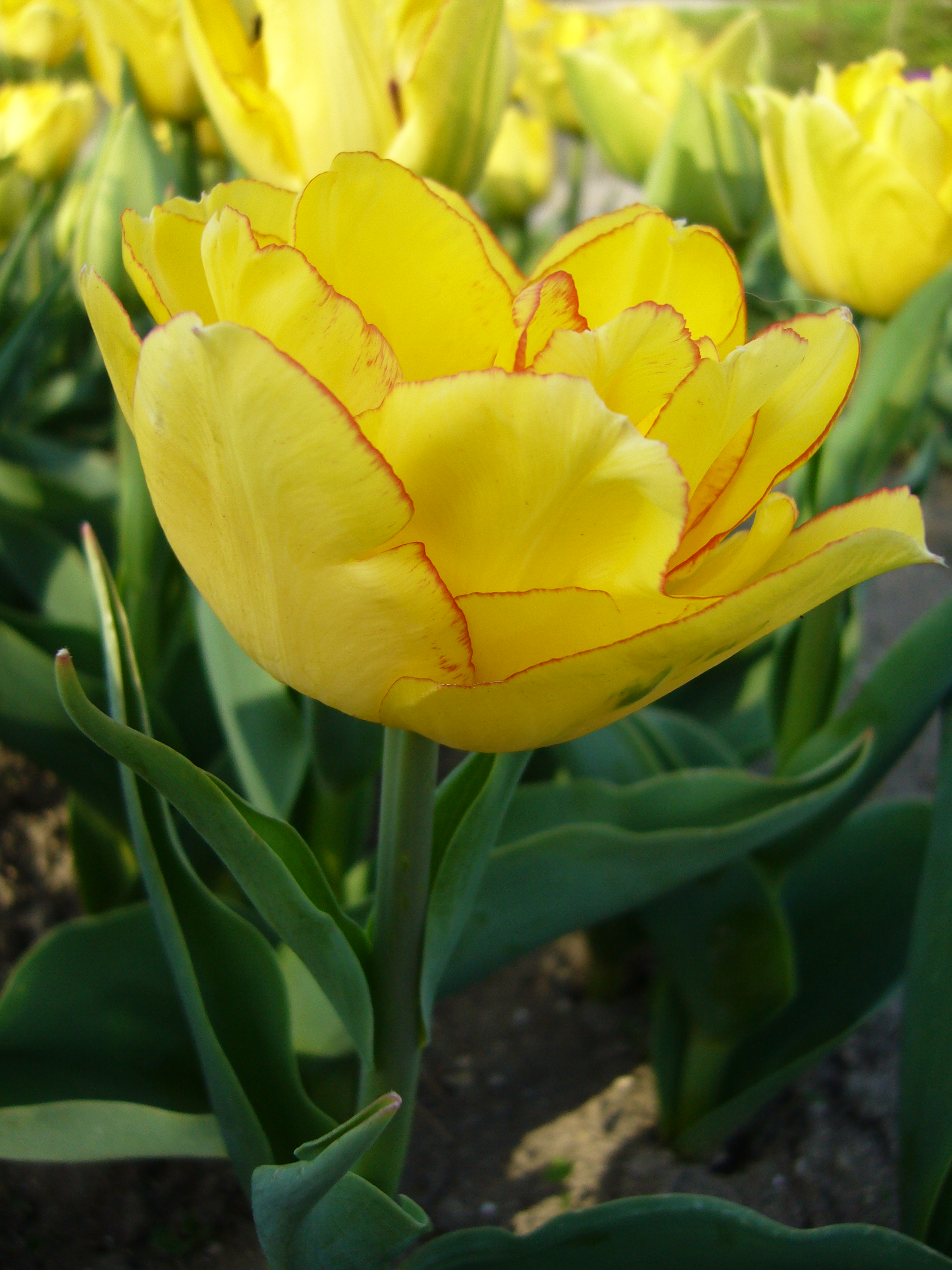 Nahaufnahme einer gelben Tulpe mit feinem roten Rand an den Blütenblättern, grünes Laub und weitere Tulpen im Hintergrund