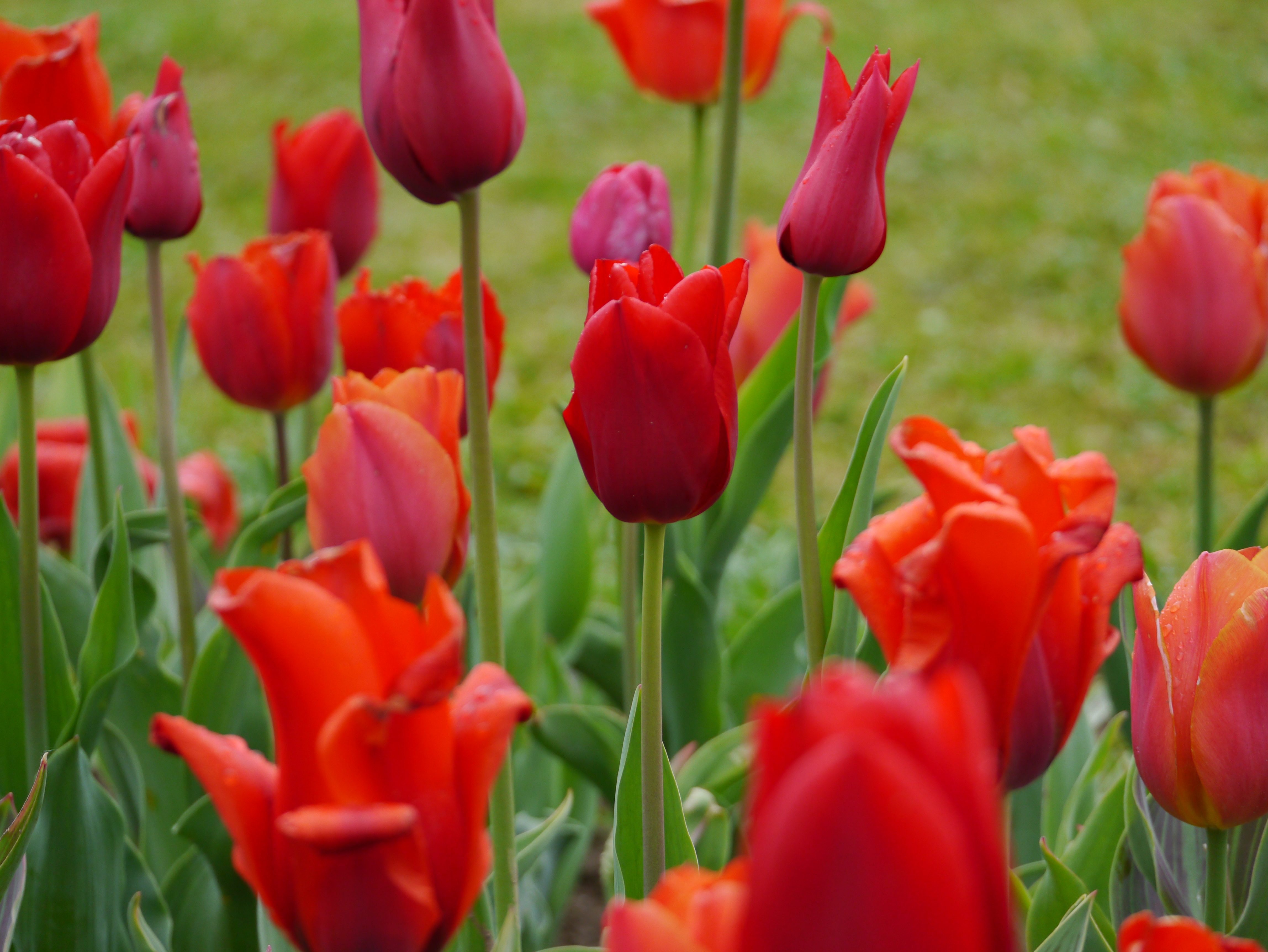 22010_Töne in Rot_1 Nahaufnahme von roten und orangefarbenen Tulpen in einem Blumenbeet vor unscharfem grünem Hintergrund