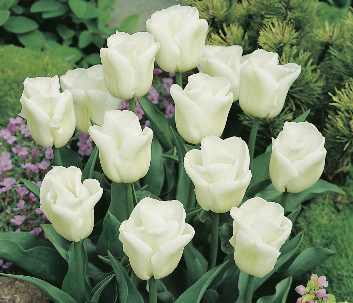 52158_Triumph-Tulpen Calgary FM Mehrere weiße Tulpen mit halbgefüllten Blüten in einem grünen Gartenbeet, dunkles Laub und rosa Bodendecker im Hintergrund, geeignet für Rabatten und Schnitt.