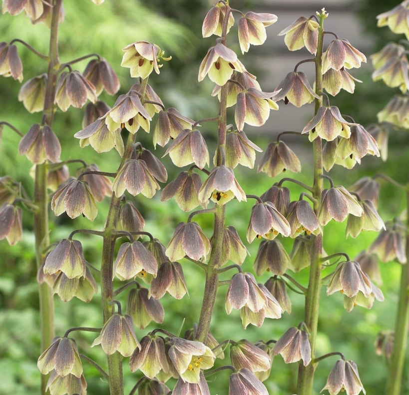 265123_Fritillaria persica Green Dreams Nahaufnahme mehrerer aufrechter Stängel mit hängenden, glockenförmigen Blüten in gelb-grünen und bräunlichen Tönen vor unscharfem Gartenhintergrund