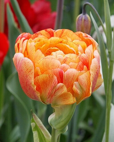 226432_Gef. späte Tulpen Gudoshnik Double Nahaufnahme einer gefüllten Tulpe mit orange-rosafarbenen Blütenblättern und dichter Doppelblüte, im Hintergrund grünes Blattwerk und unscharfe Blüten