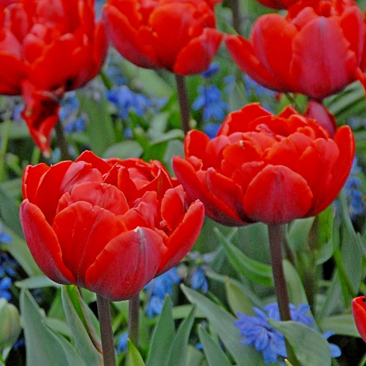 Nahaufnahme mehrerer roter gefüllter Tulpen (Doppelblüte) im Frühlingsbeet, umgeben von blauen Frühjahrsblumen und grünem Laub