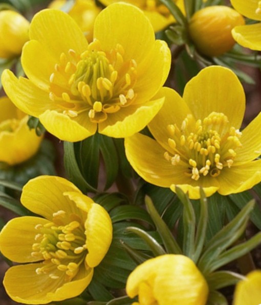 265135_Eranthis cilicica Nahaufnahme leuchtend gelber Winterling-Blüten (Eranthis hyemalis) mit grünen Blättern