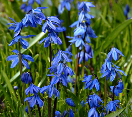 Scilla siberica Spring Beauty Leuchtend blaue Scilla siberica (Blaustern) im grünen Rasen, Nahaufnahme