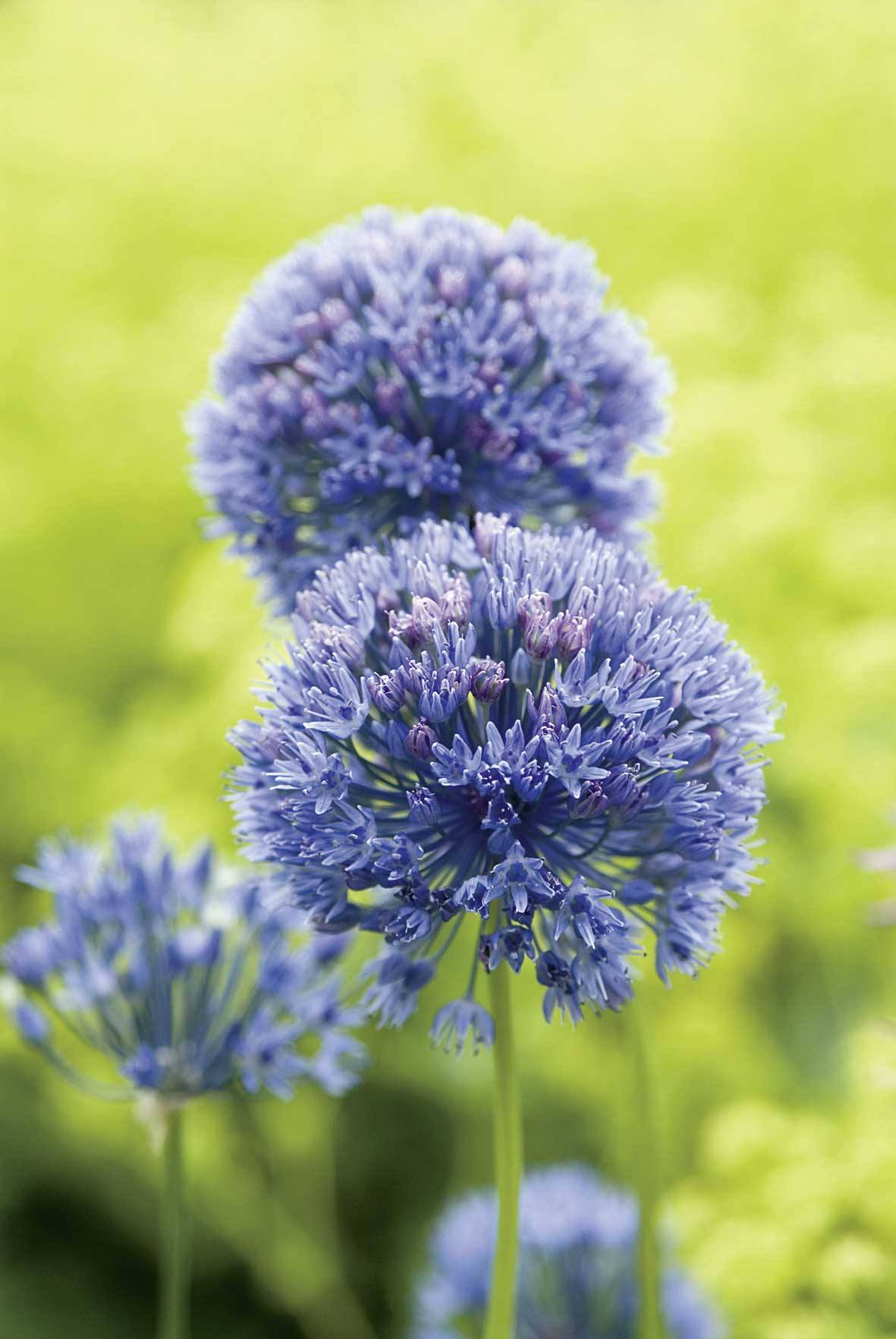 260144_Allium caeruleum Nahaufnahme von violetten Allium-Kugelblüten (Zierlauch) vor unscharf grünem Hintergrund
