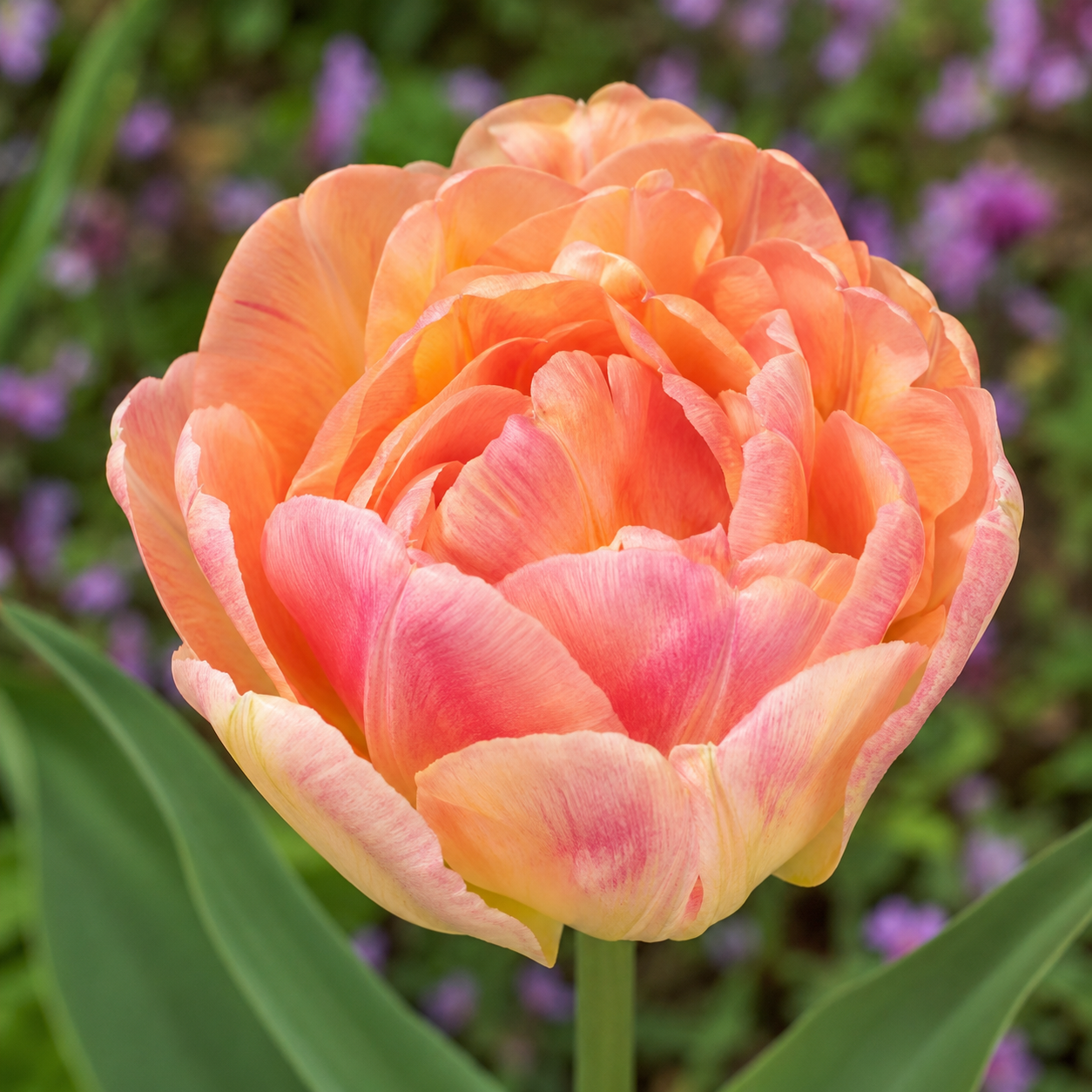 Gefüllte späteTulpen Creme Upstar