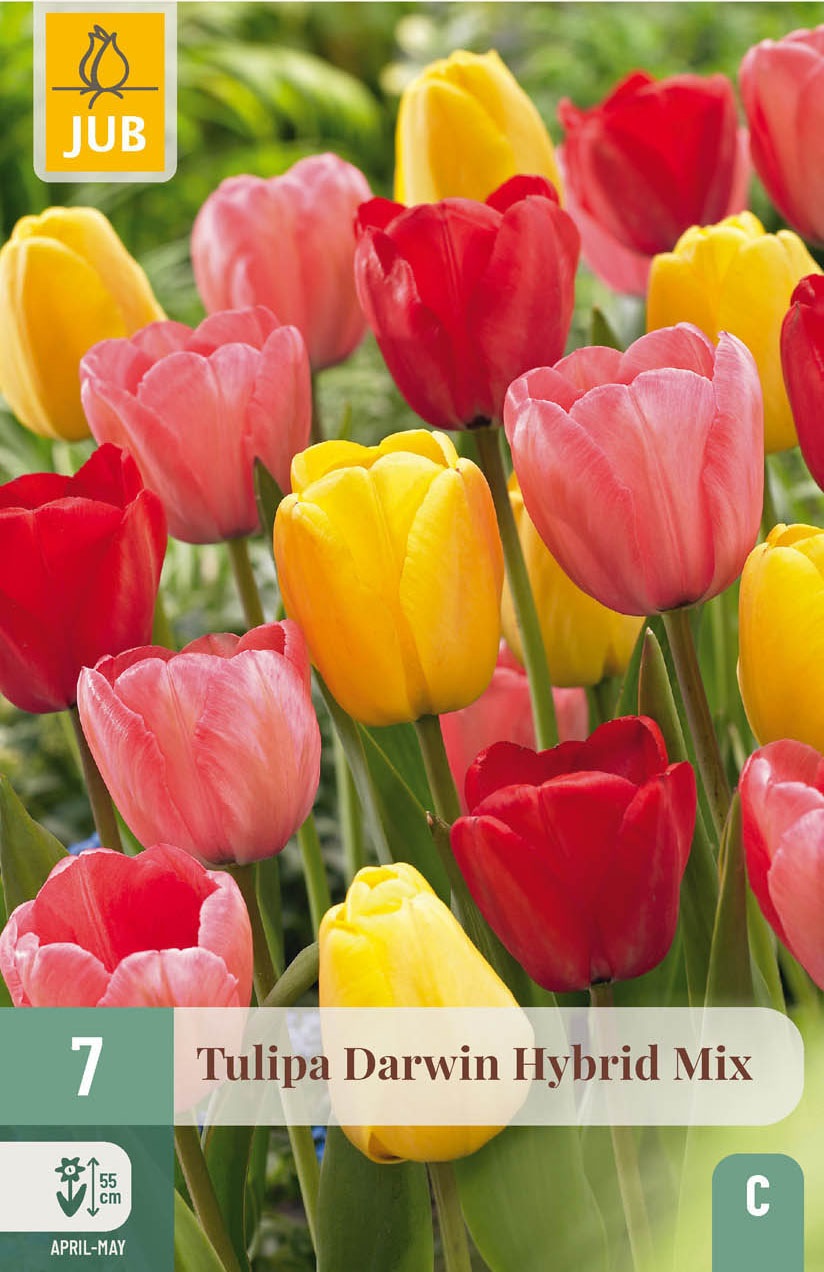 Darwin-Hybrid-Tulpen Mischung