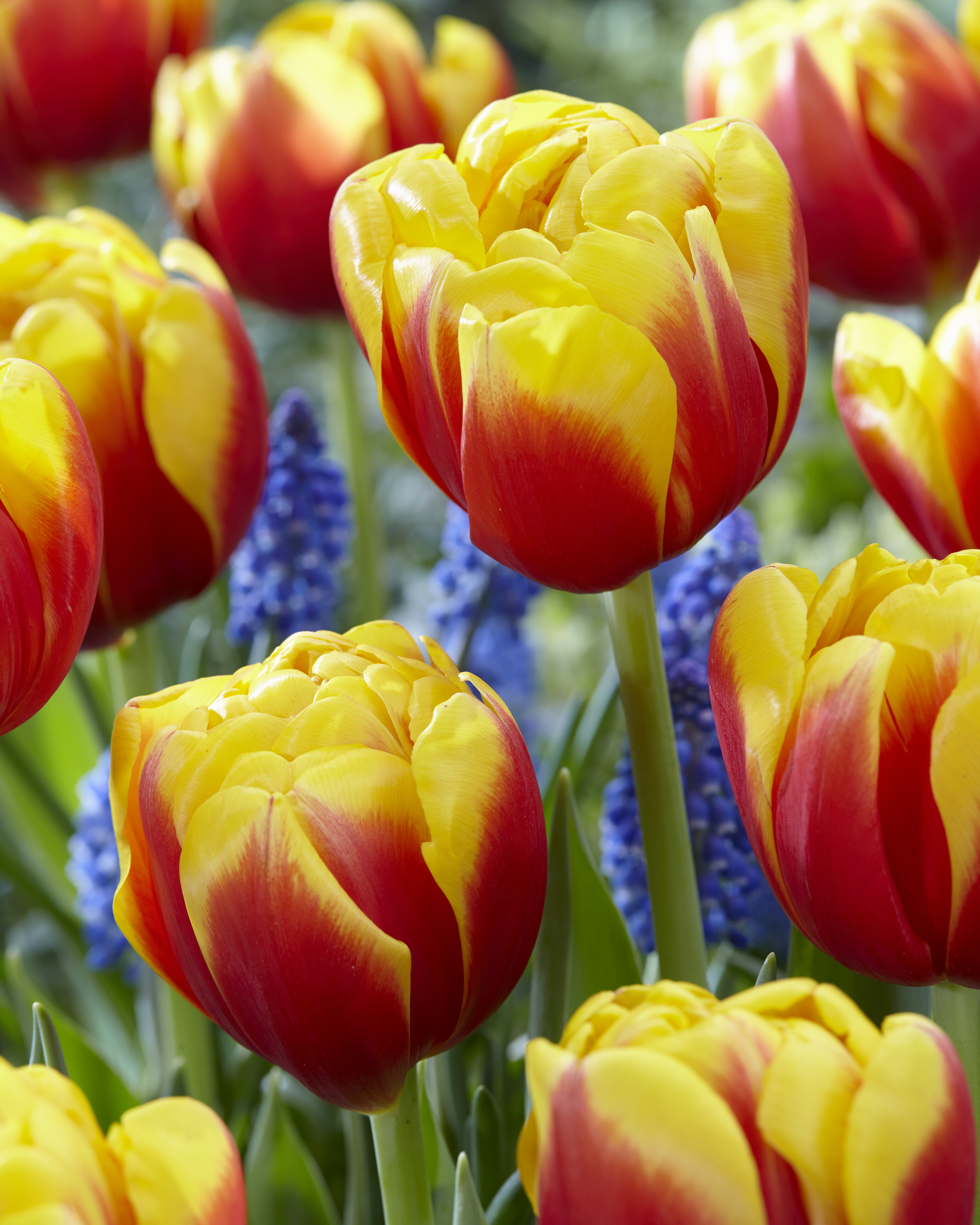 222862_Gef. frühe Tulpen Shell_visi169607_VP Nahaufnahme von zweifarbigen Tulpen in Rot und Gelb im Blumenbeet, umgeben von blauen Traubenhyazinthen.