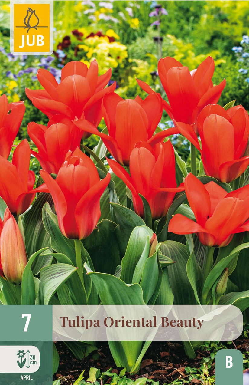 Greigii-Tulpen Oriental Beauty